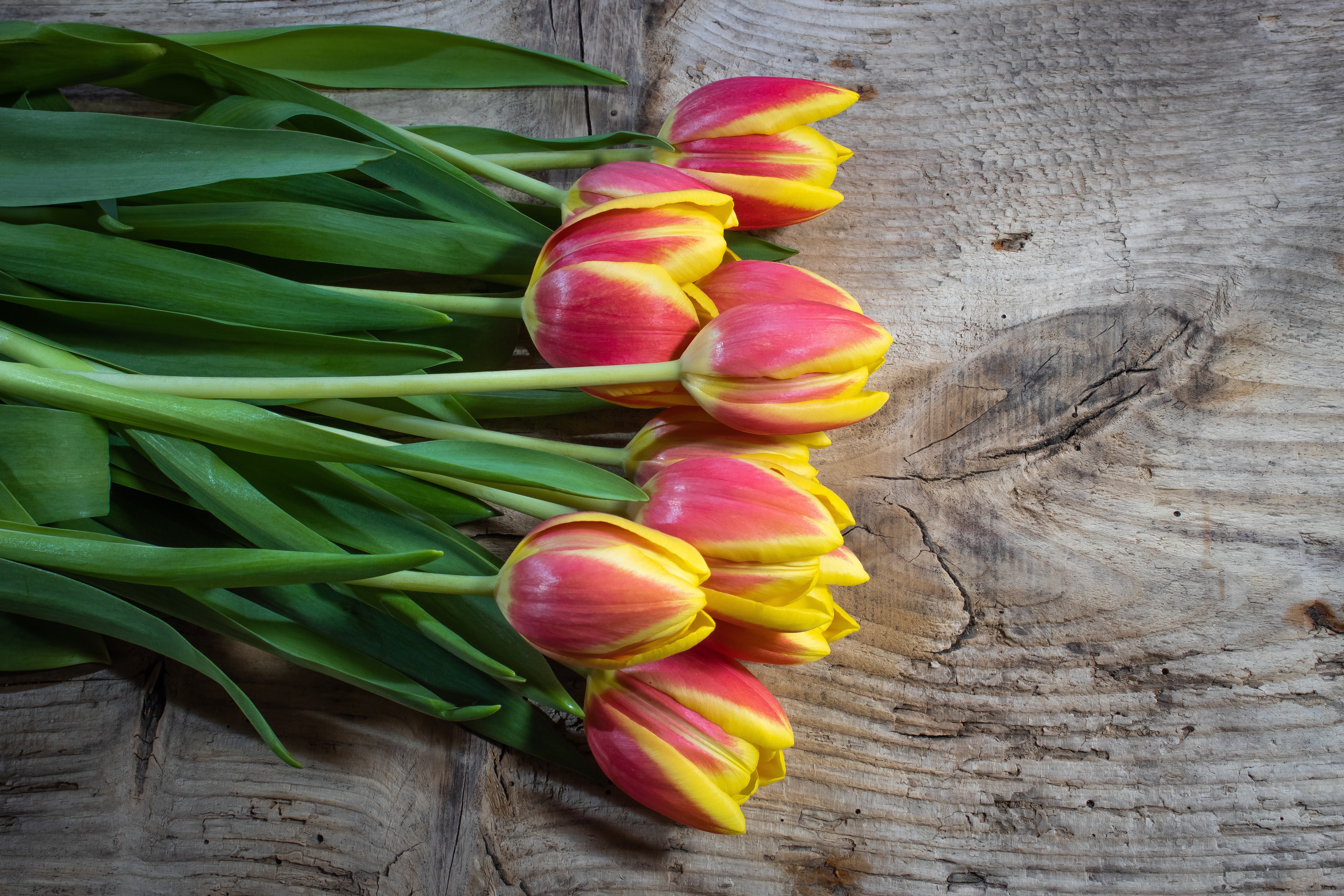 Descarga gratuita de fondo de pantalla para móvil de Flores, Tulipán, Tierra/naturaleza.