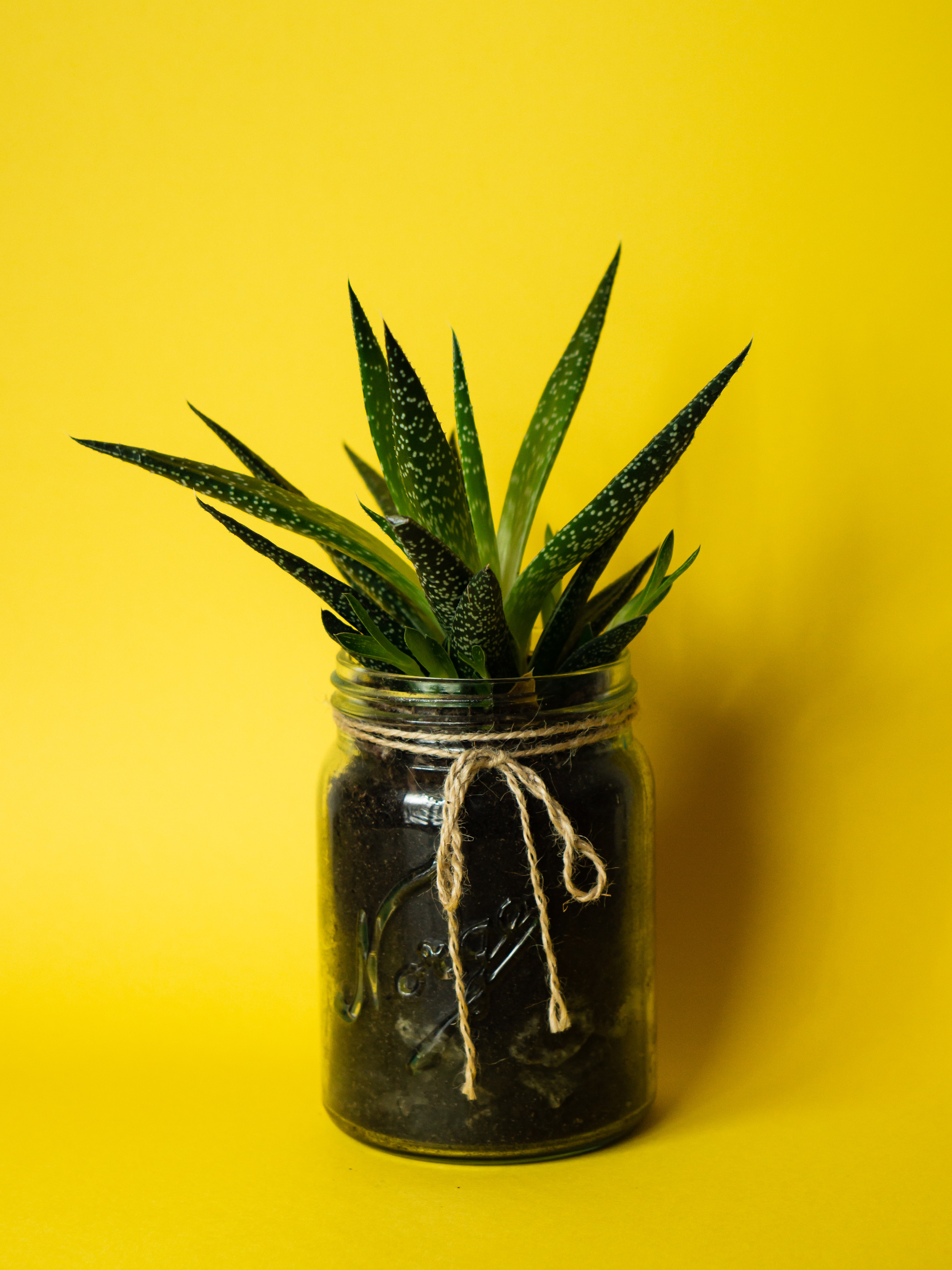 minimalism, leaves, yellow, bank, plant, miscellanea, miscellaneous, jar, succulent Smartphone Background