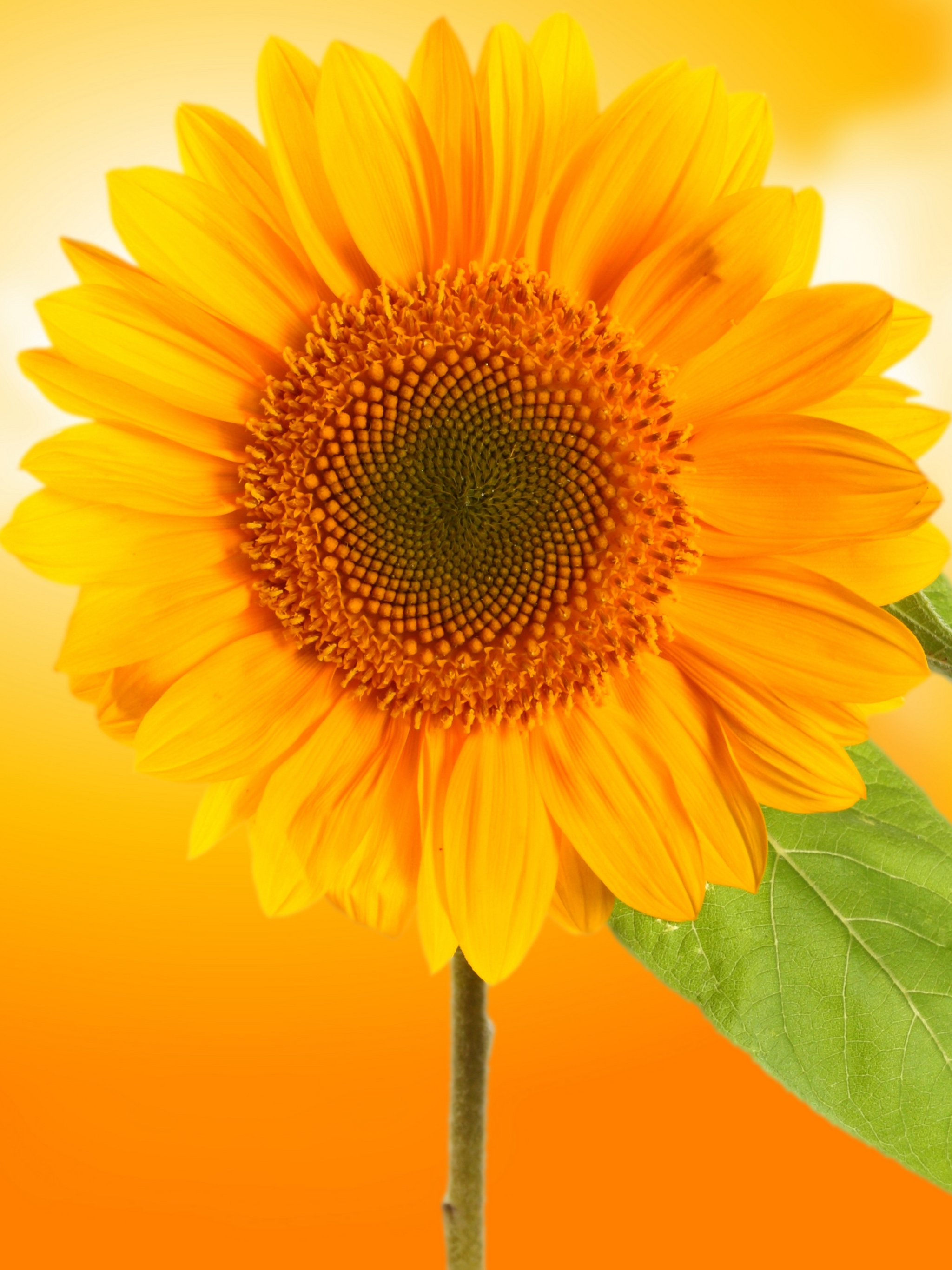 Descarga gratuita de fondo de pantalla para móvil de Flores, Flor, Hoja, Girasol, Flor Amarilla, Tierra/naturaleza.