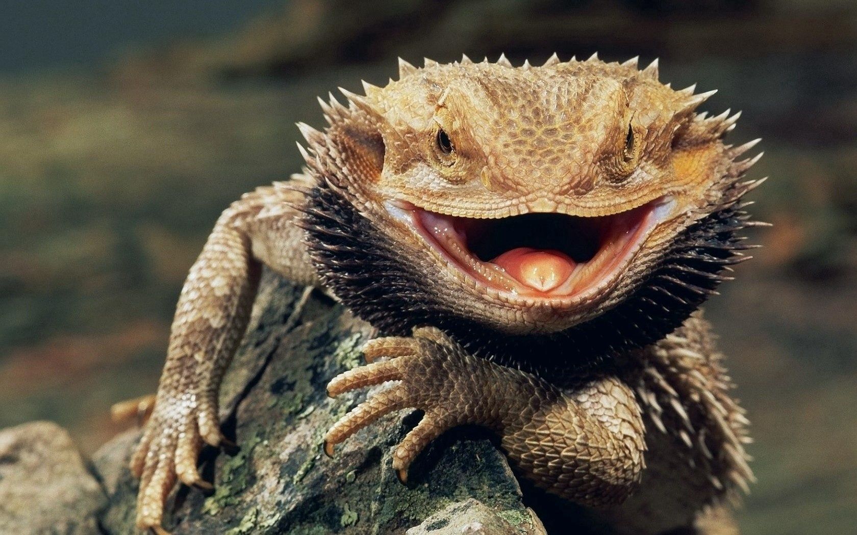 Free download wallpaper Grin, Reptile, Anger, Bloated, Animals on your PC desktop