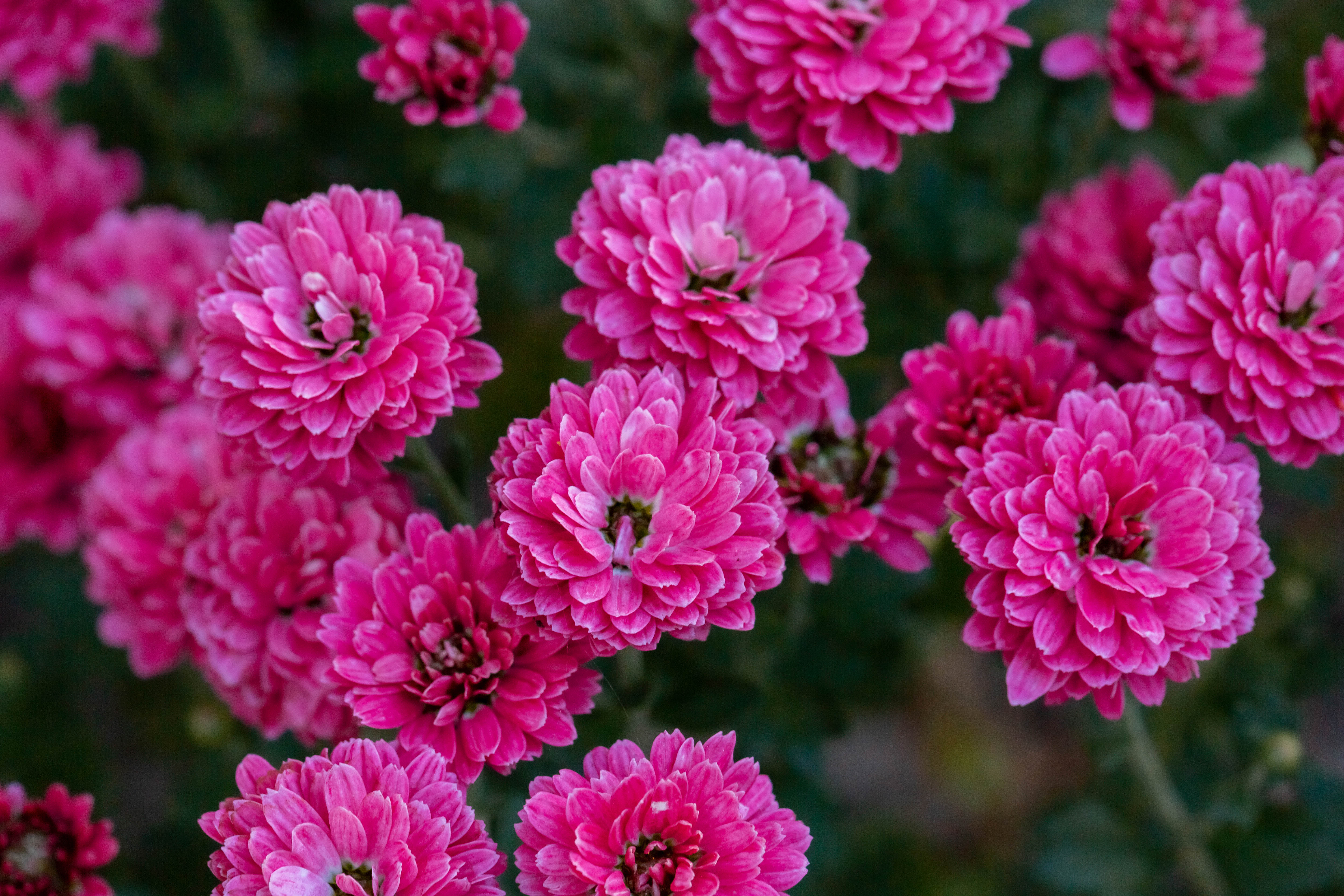 Завантажити шпалери безкоштовно Рослина, Рожевий, Хризантема, Квіти, Цвітіння картинка на робочий стіл ПК