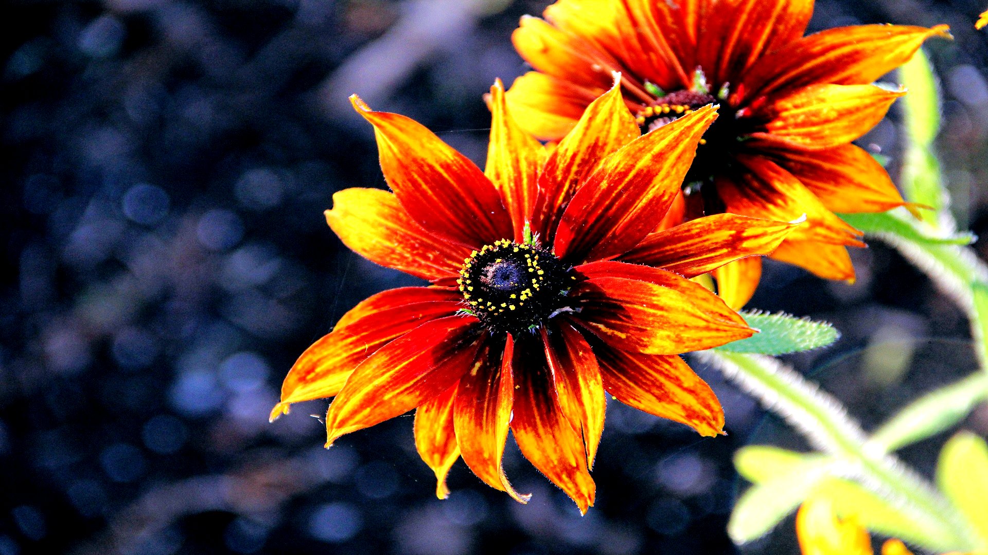 Téléchargez gratuitement l'image Fleurs, Fleur, Terre/nature sur le bureau de votre PC