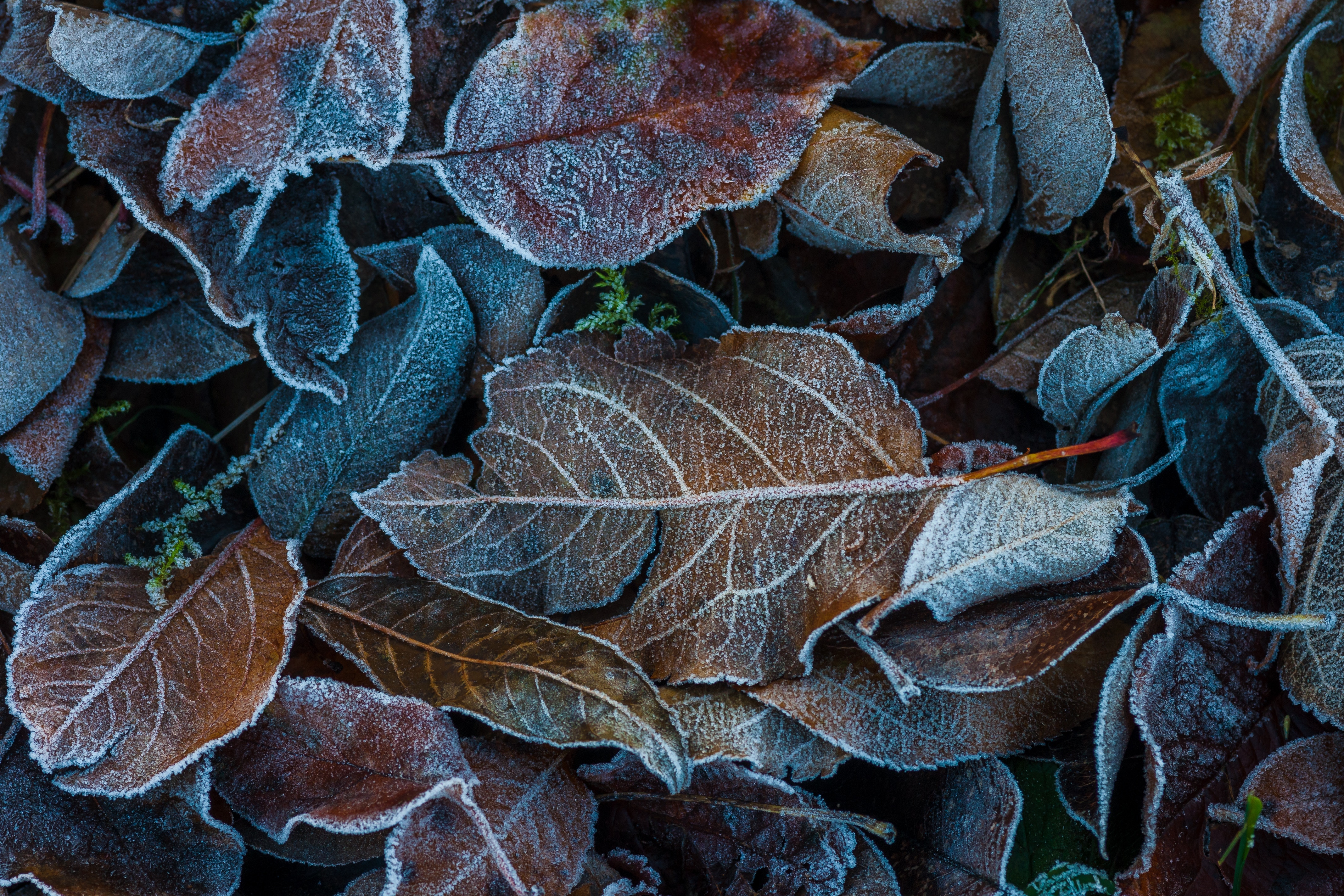 Laden Sie das Blätter, Makro, Rauhreif, Gefallen, Frost, Herbst-Bild kostenlos auf Ihren PC-Desktop herunter