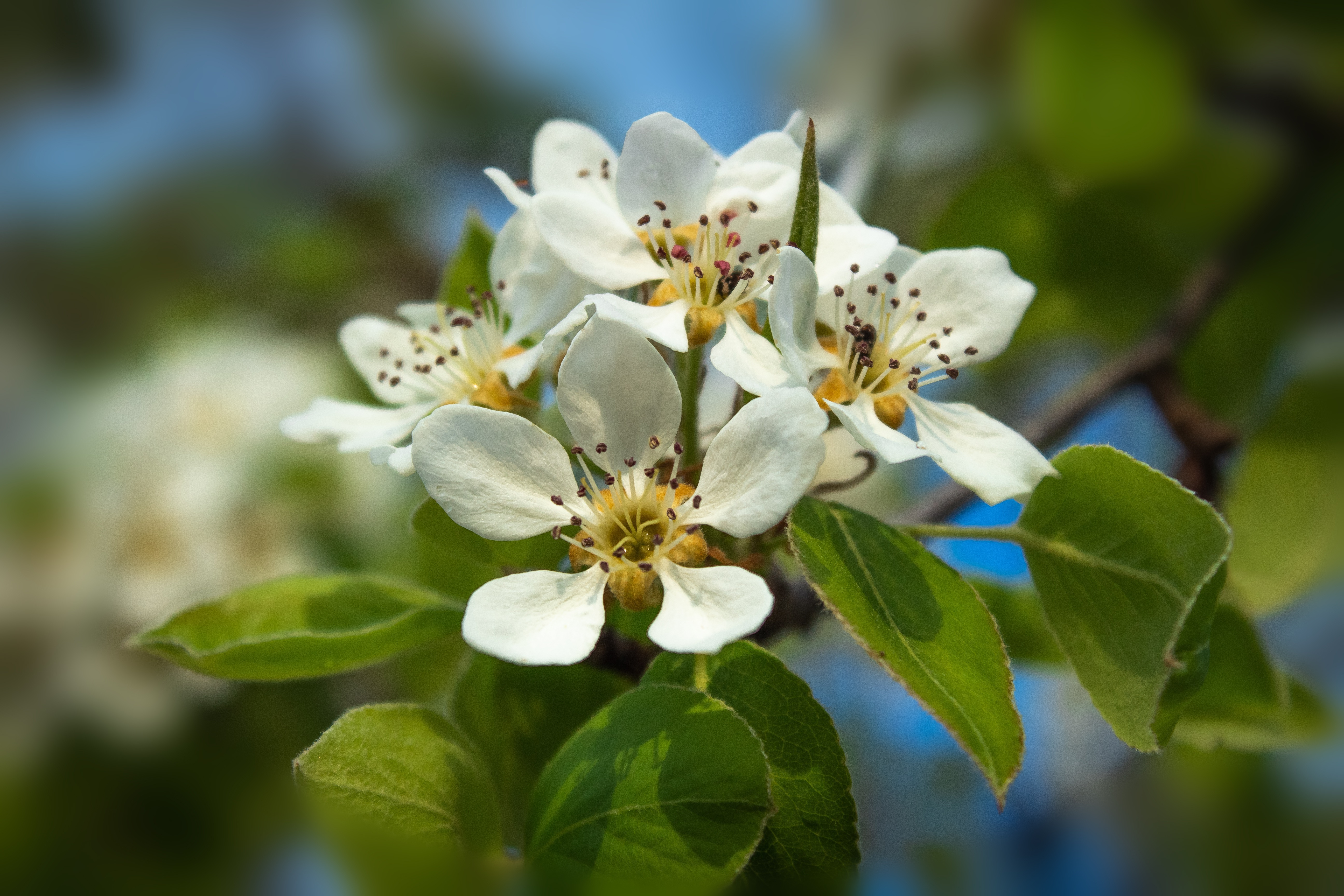 Descarga gratis la imagen Flores, Florecer, Tierra/naturaleza en el escritorio de tu PC