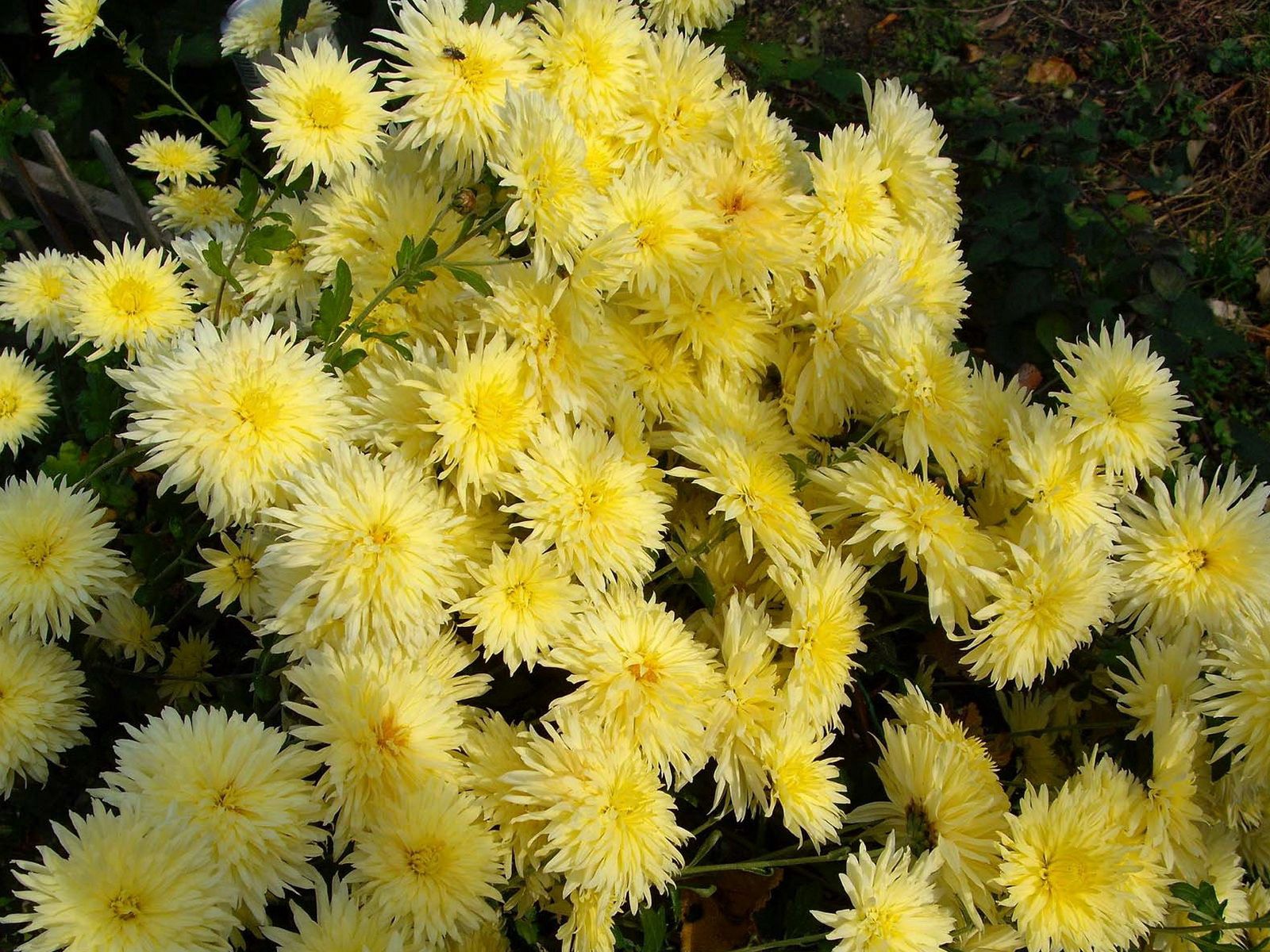 Téléchargez gratuitement l'image Chrysanthème, Fleurs, Jardin sur le bureau de votre PC