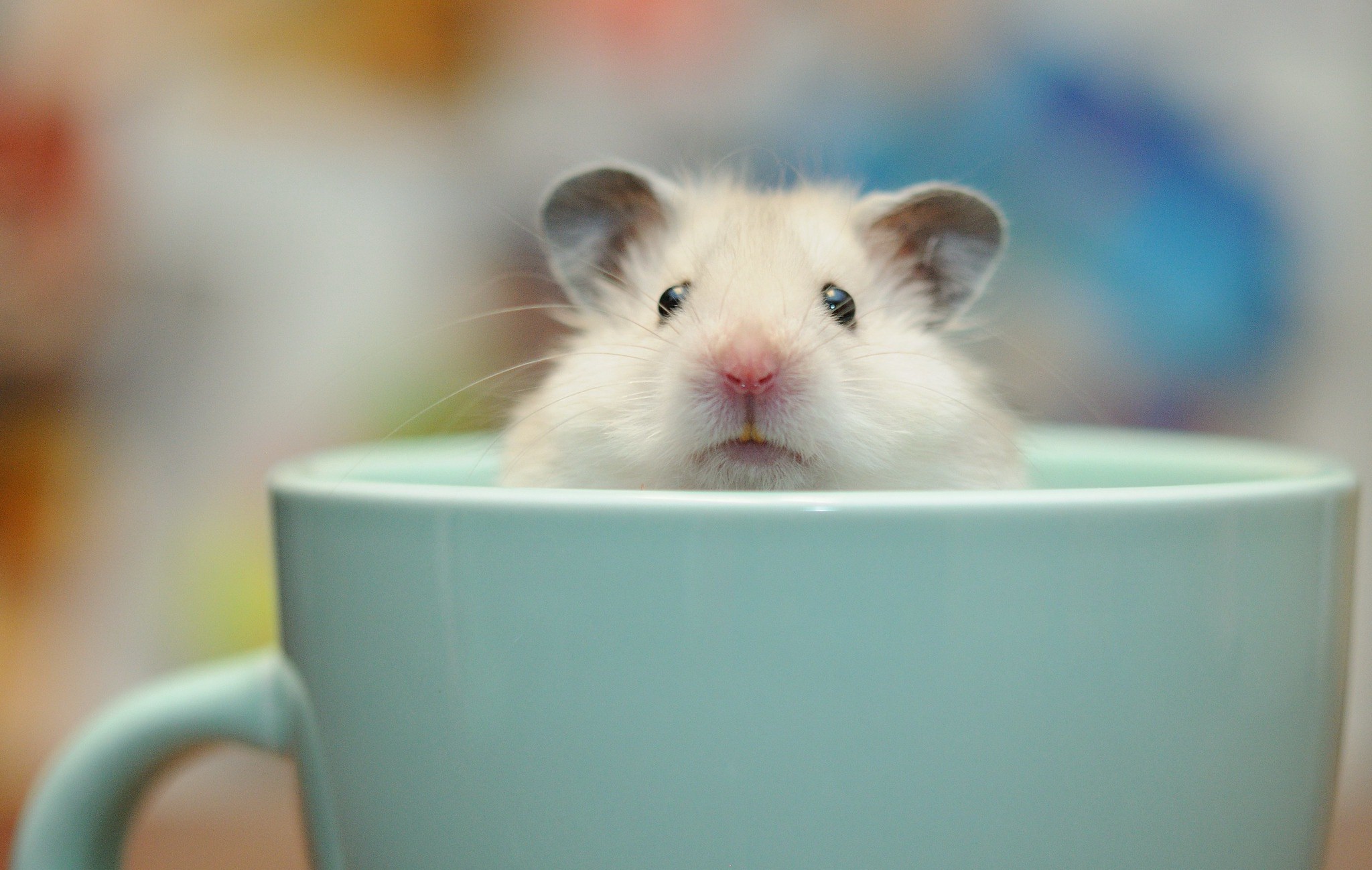 Download mobile wallpaper Animal, Hamster for free.