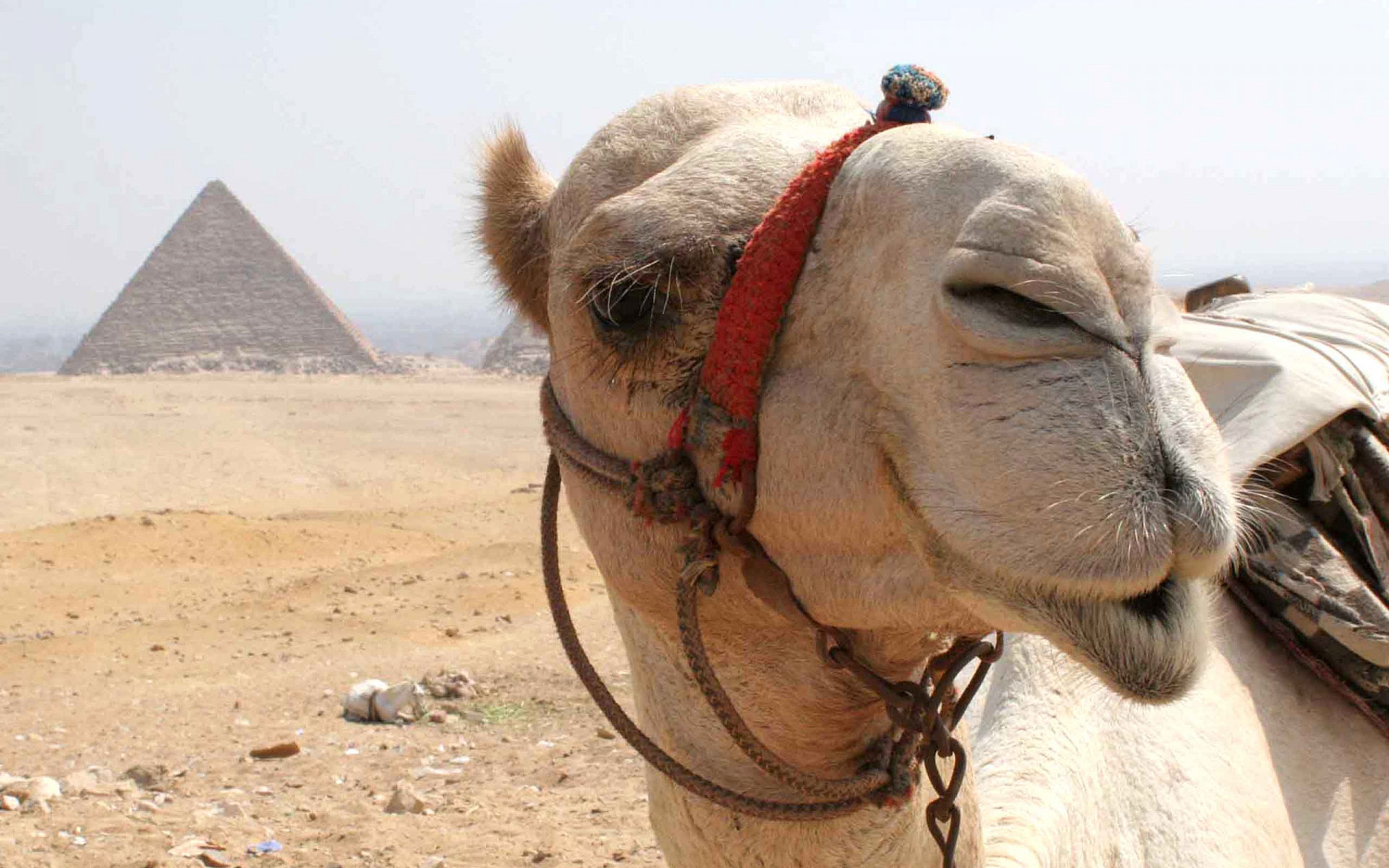 224126 Bild herunterladen tiere, kamel - Hintergrundbilder und Bildschirmschoner kostenlos