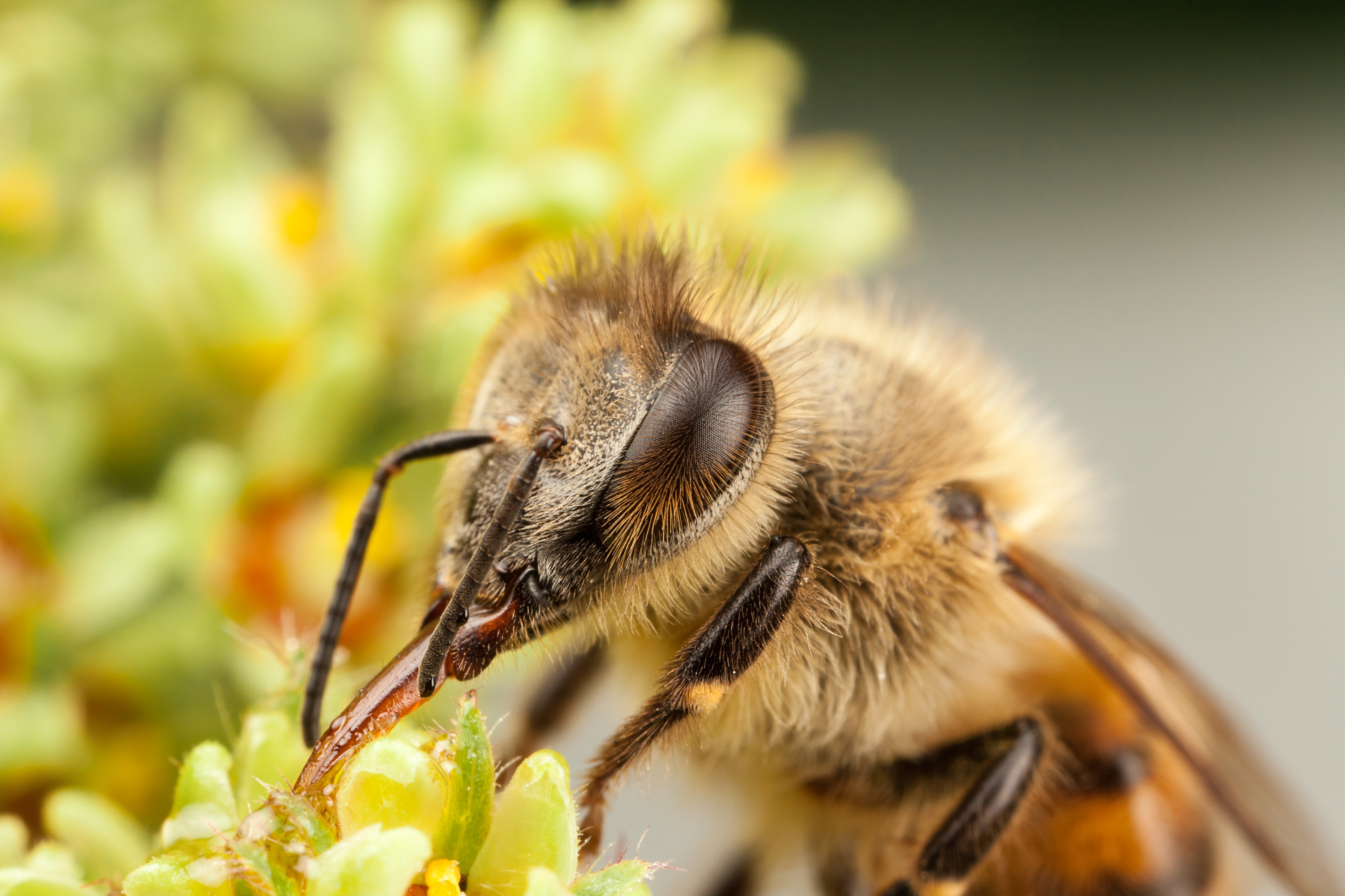 Laden Sie das Tiere, Insekten, Makro, Insekt, Biene-Bild kostenlos auf Ihren PC-Desktop herunter