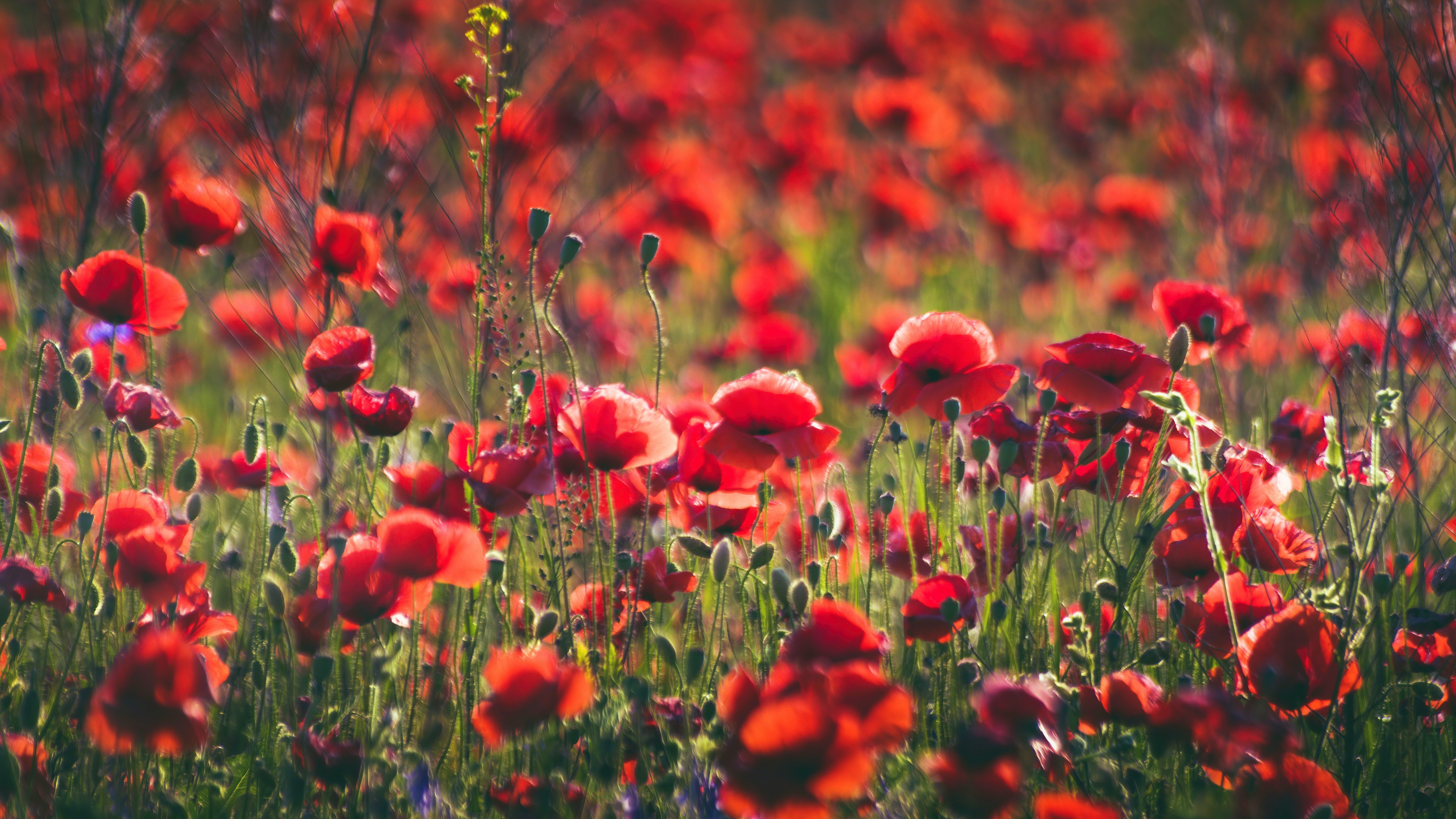 Download mobile wallpaper Flowers, Earth, Poppy, Red Flower for free.