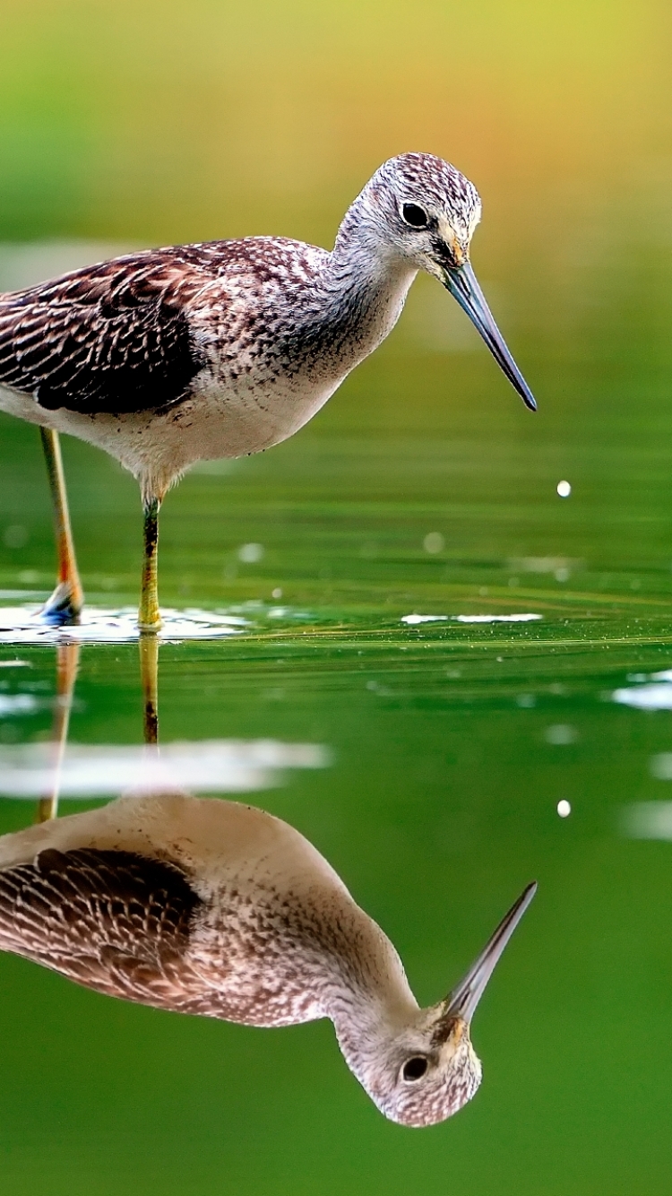 Download mobile wallpaper Birds, Water, Reflection, Bird, Animal, Sandpiper for free.
