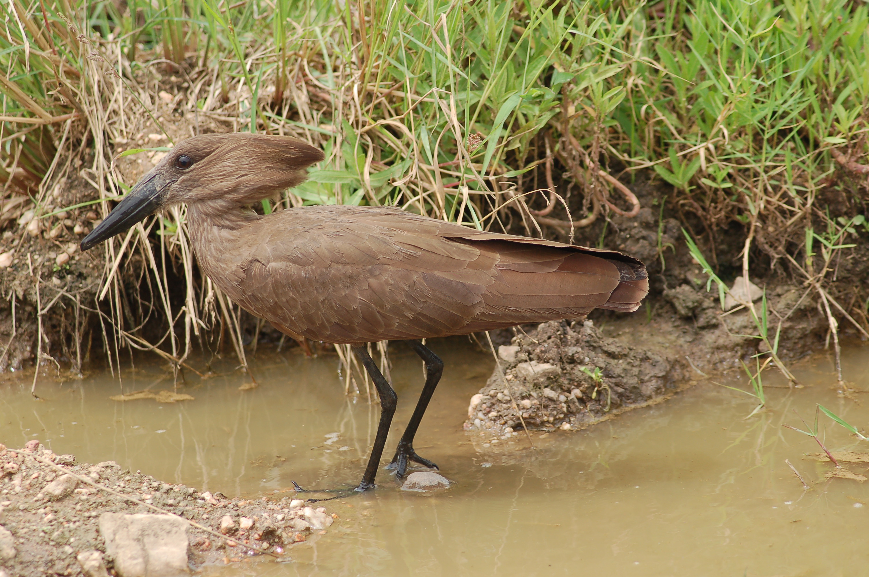 Download mobile wallpaper Birds, Bird, Animal for free.