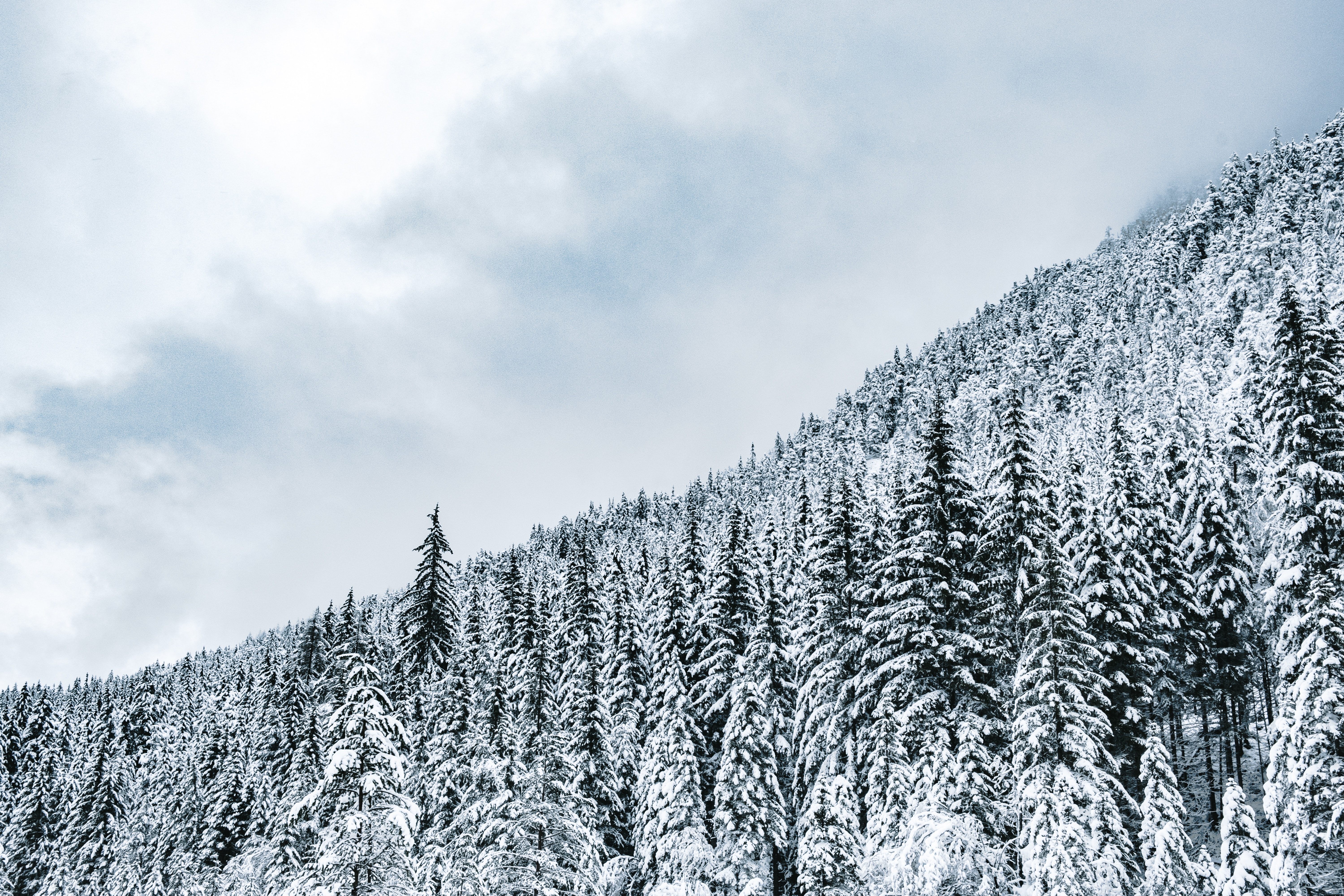 Скачать обои бесплатно Заснеженный, Природа, Деревья, Снег, Лес, Зима картинка на рабочий стол ПК
