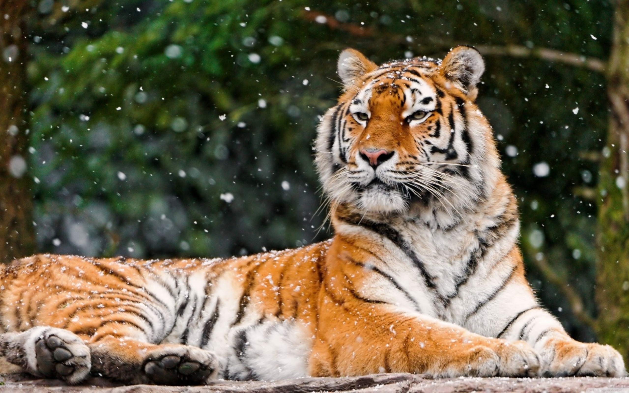 Free download wallpaper Cats, Tiger, Animal on your PC desktop