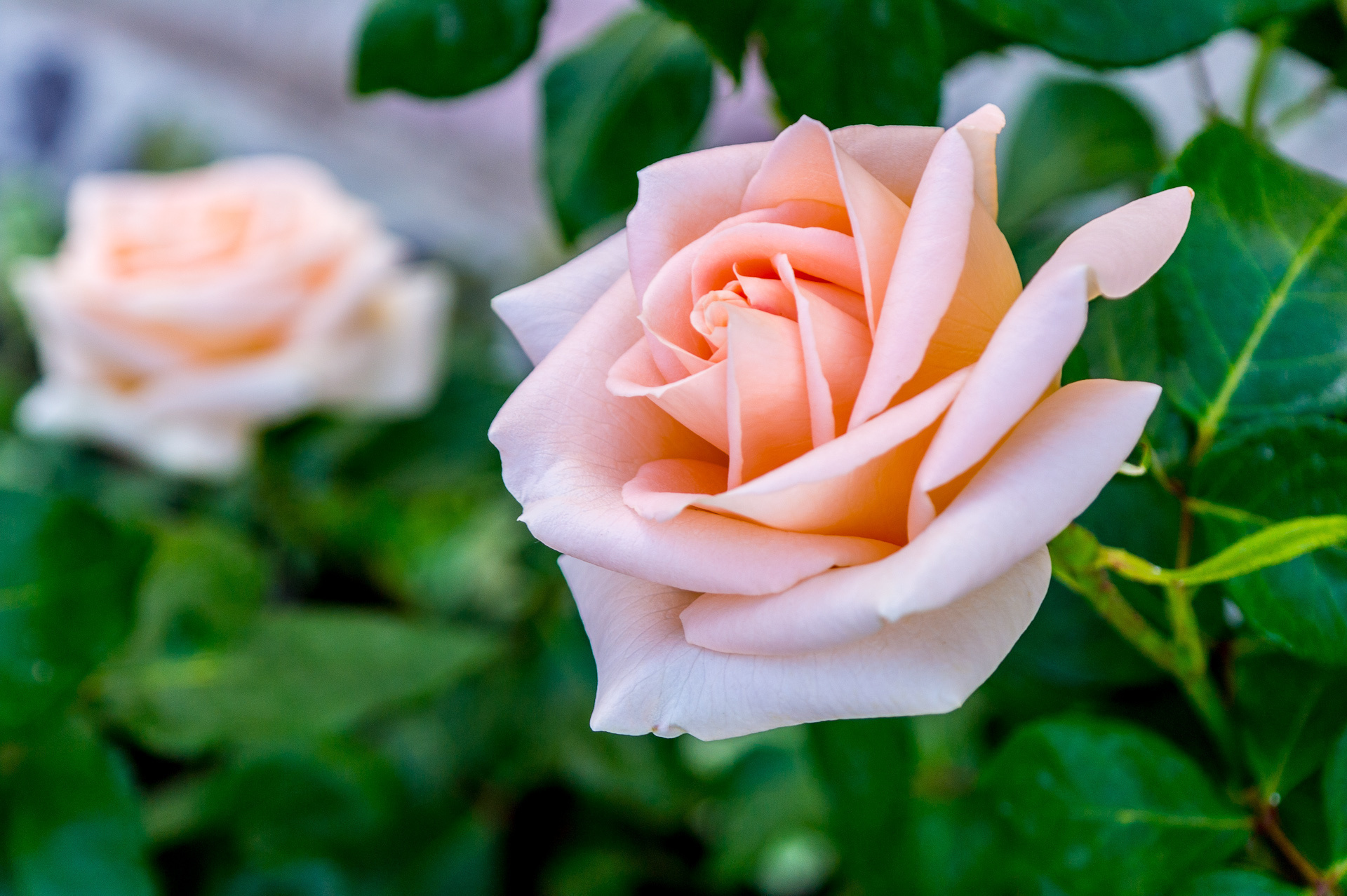 Descarga gratuita de fondo de pantalla para móvil de Flores, Rosa, Tierra/naturaleza.