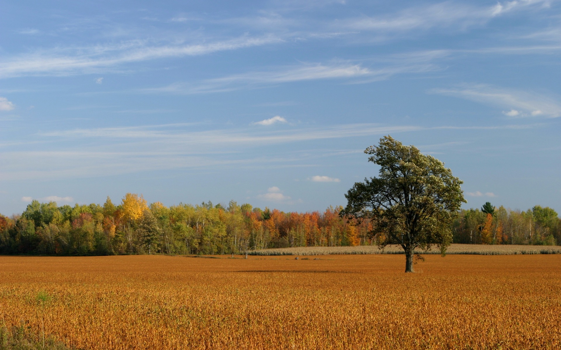 Descarga gratuita de fondo de pantalla para móvil de Otoño, Tierra/naturaleza.