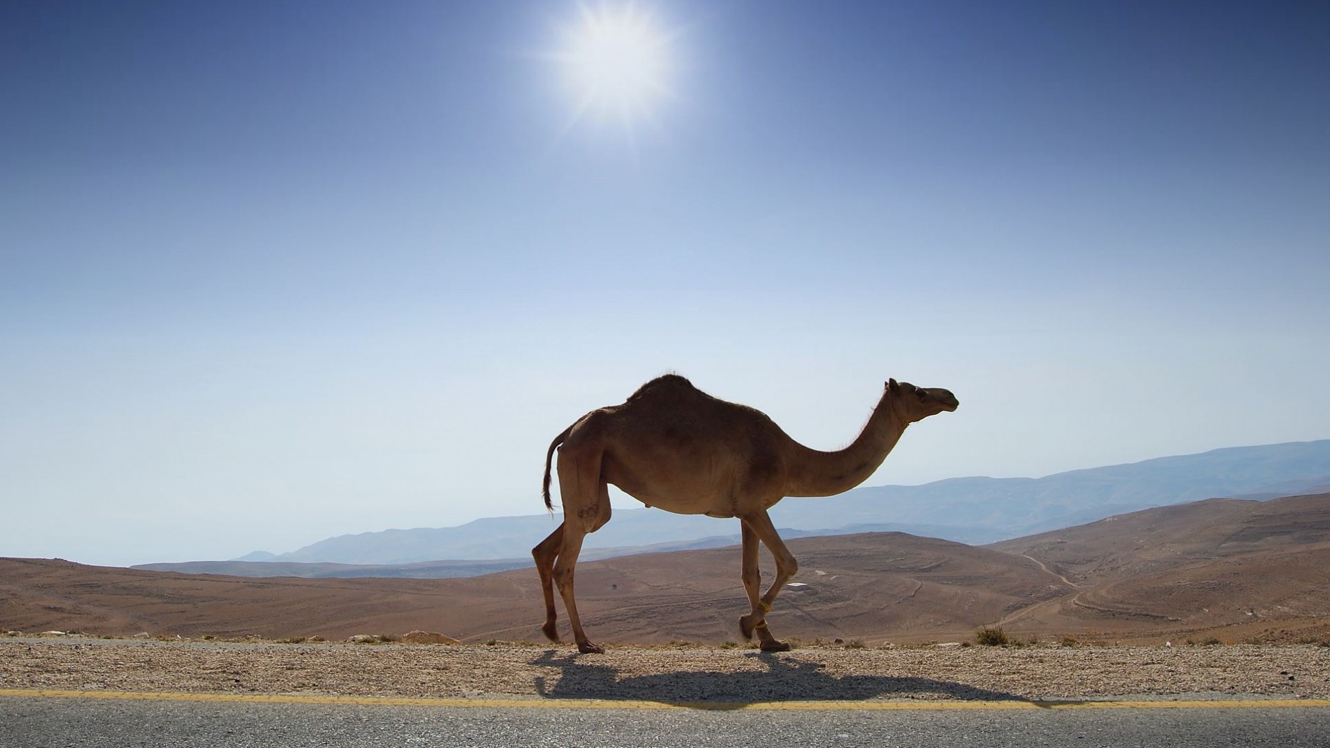 607351 descargar fondo de pantalla animales, camello: protectores de pantalla e imágenes gratis