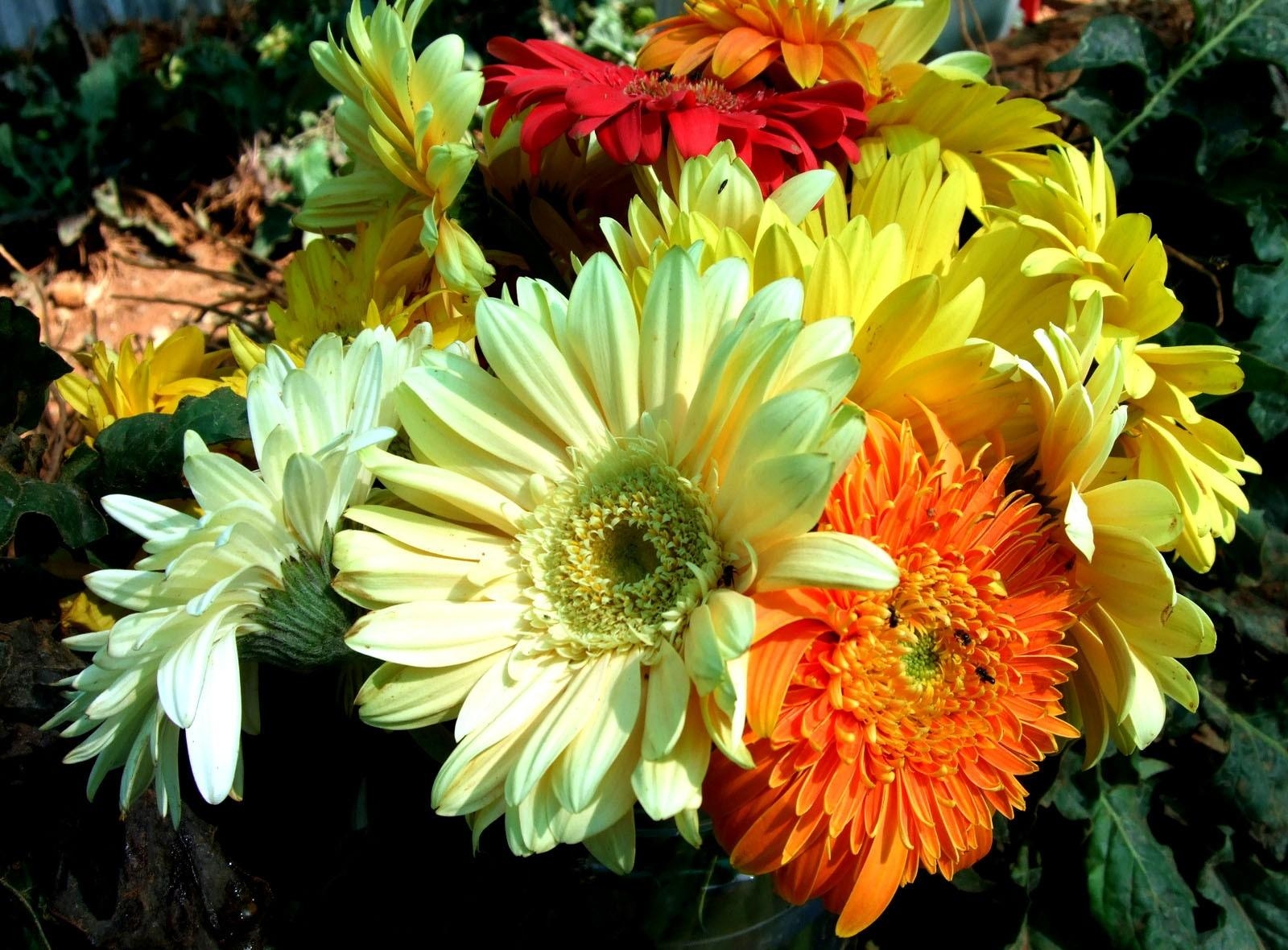 Download mobile wallpaper Bouquet, Close Up, Flowers, Gerberas, Bright for free.
