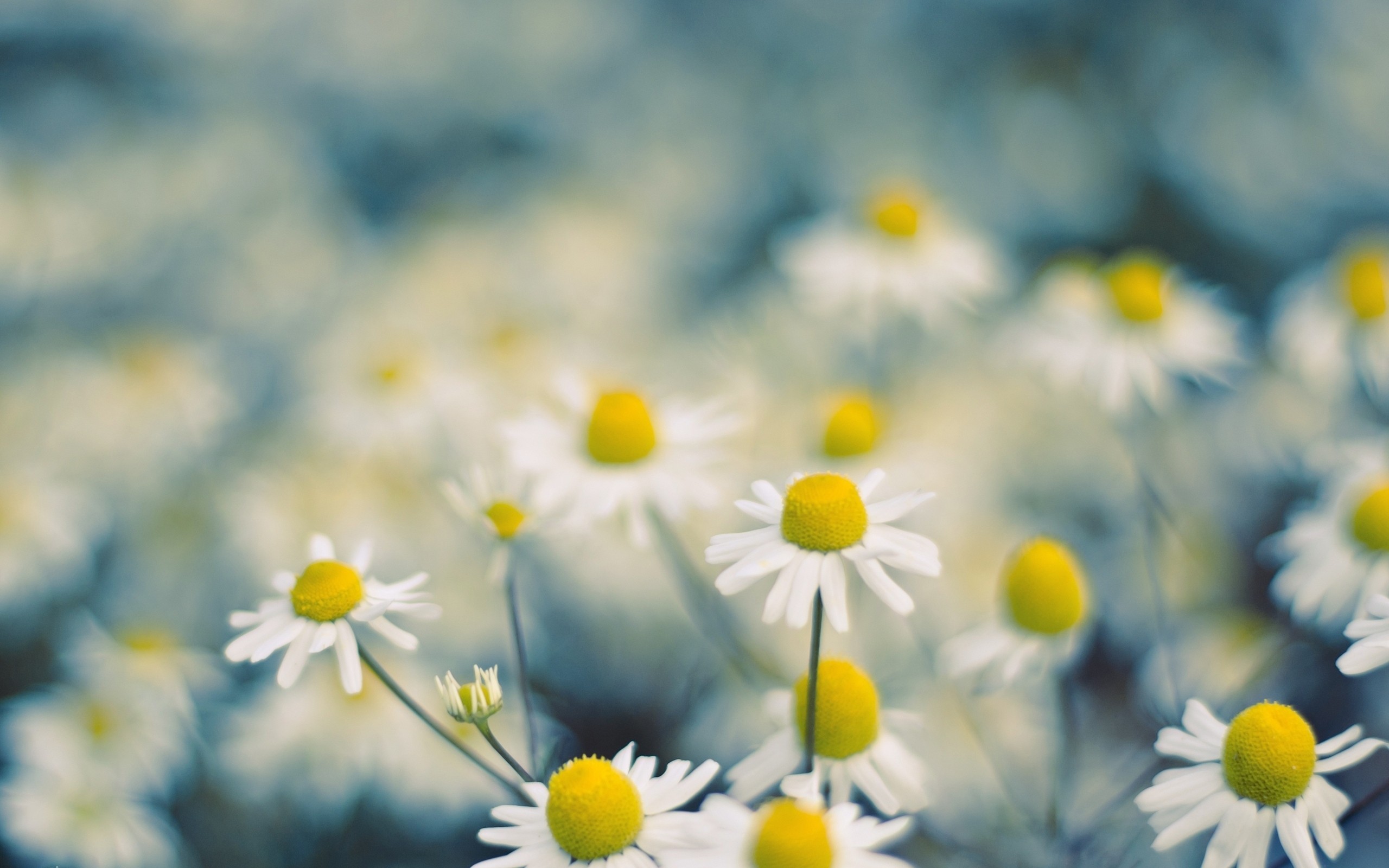 Laden Sie das Blumen, Blume, Erde/natur-Bild kostenlos auf Ihren PC-Desktop herunter