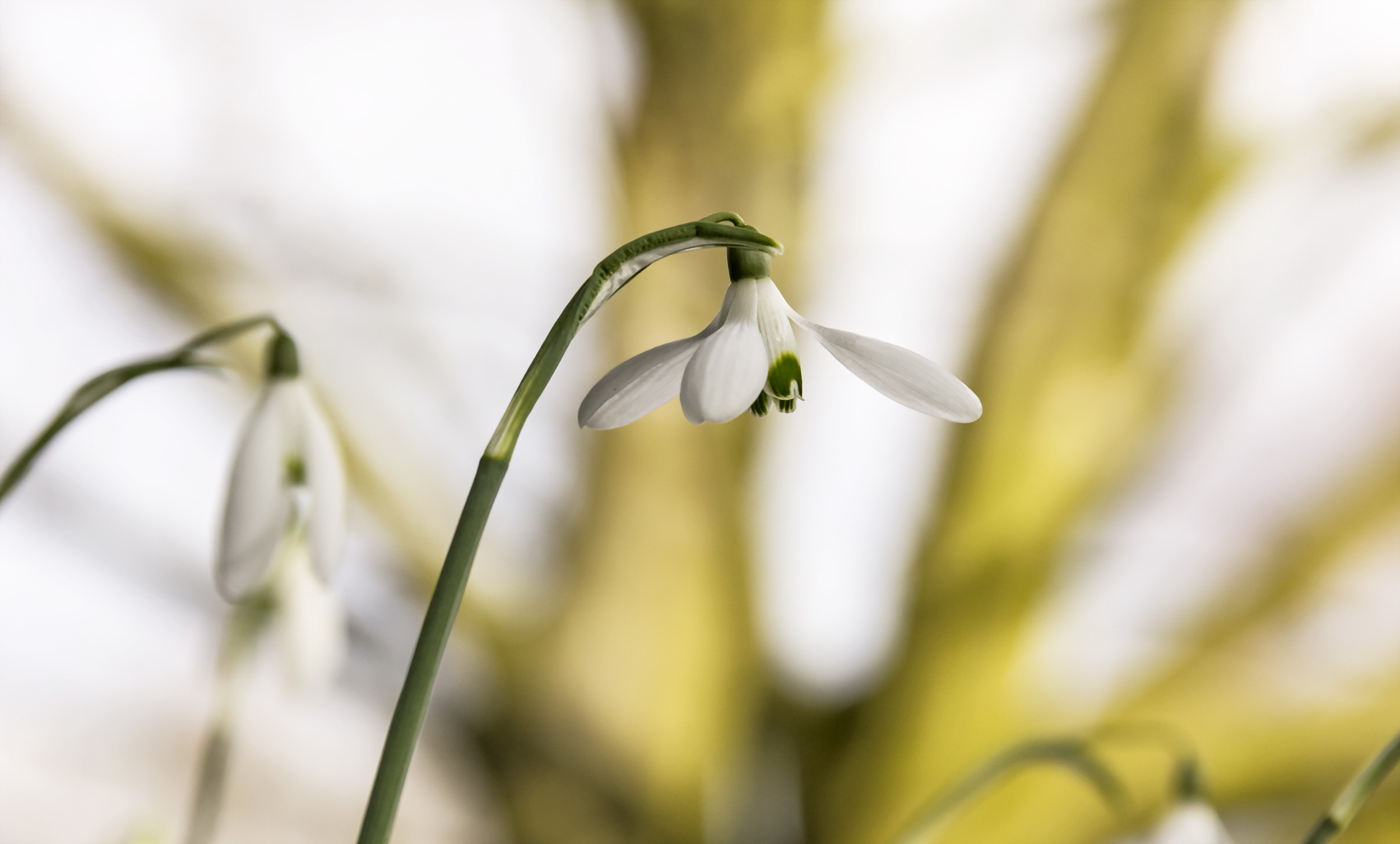 Laden Sie das Natur, Blumen, Blume, Makro, Weiße Blume, Erde/natur-Bild kostenlos auf Ihren PC-Desktop herunter