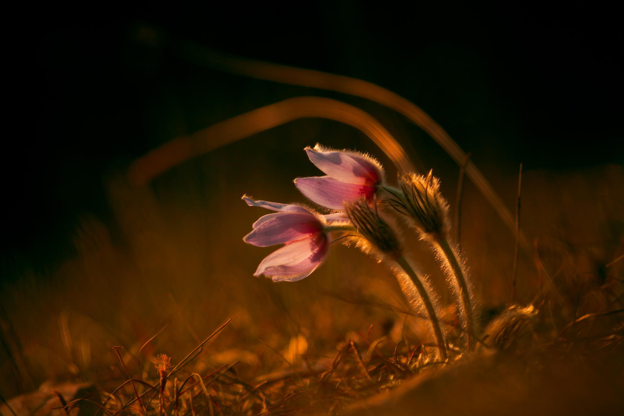 Descarga gratis la imagen Flores, Flor, Tierra/naturaleza en el escritorio de tu PC