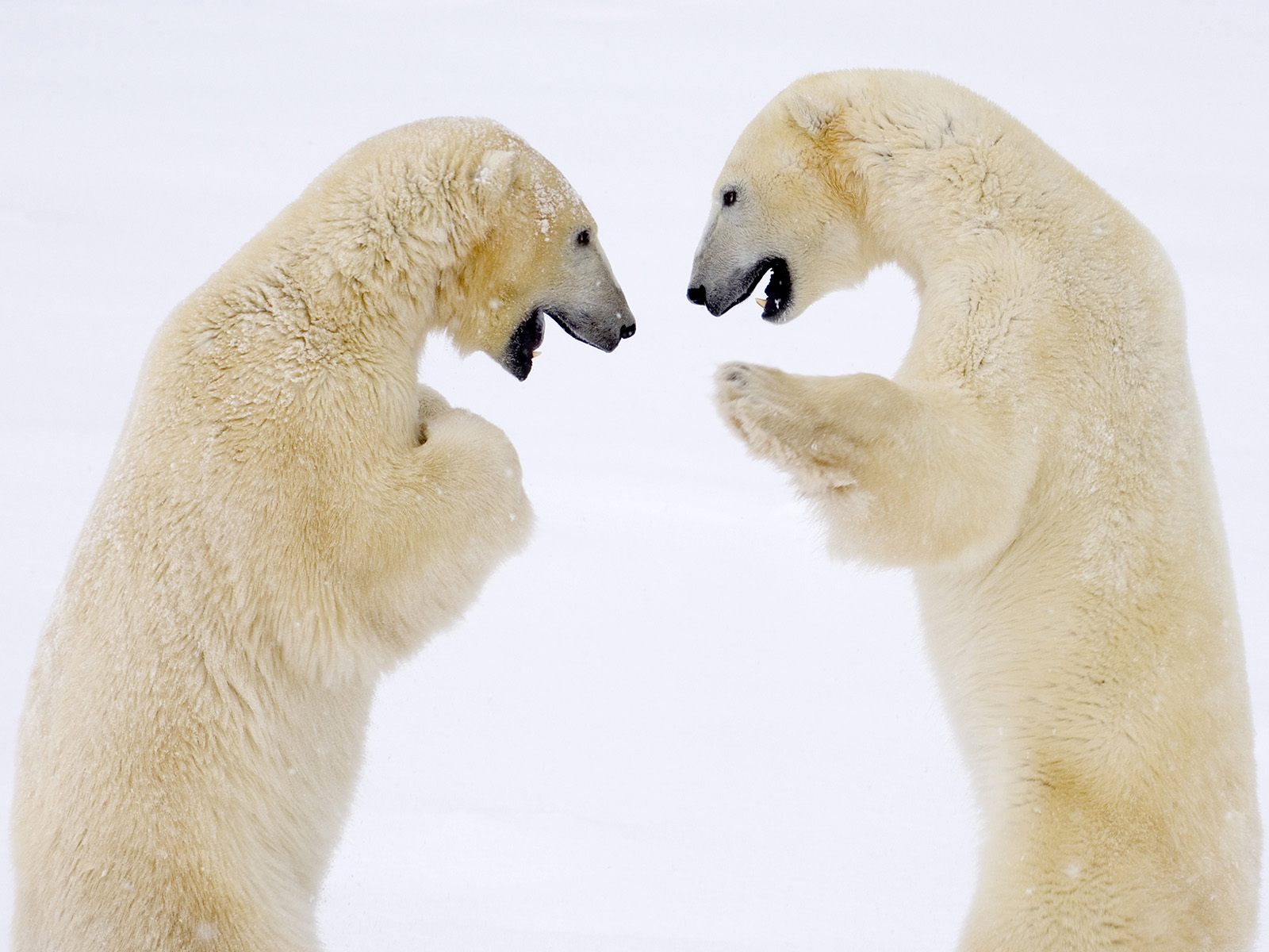 Descarga gratuita de fondo de pantalla para móvil de Animales, Oso Polar.