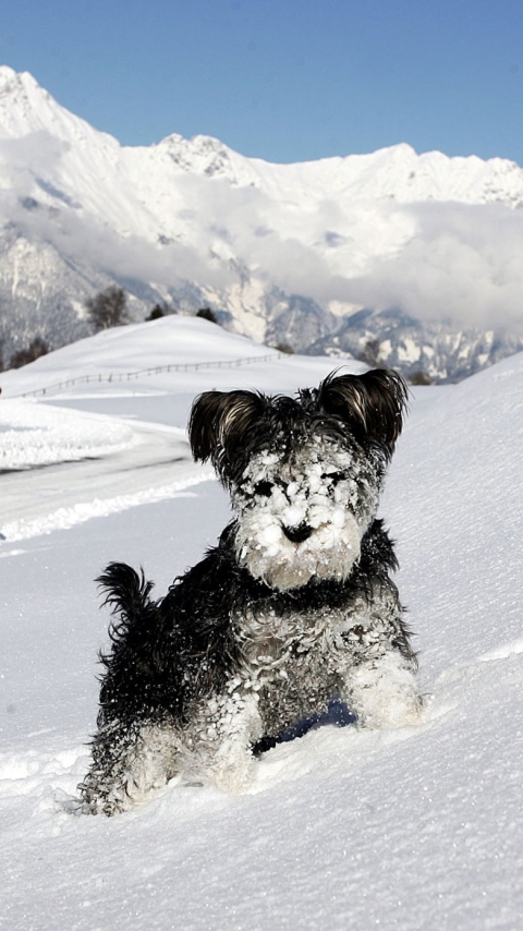 Téléchargez des papiers peints mobile Animaux, Chiens, Chien gratuitement.