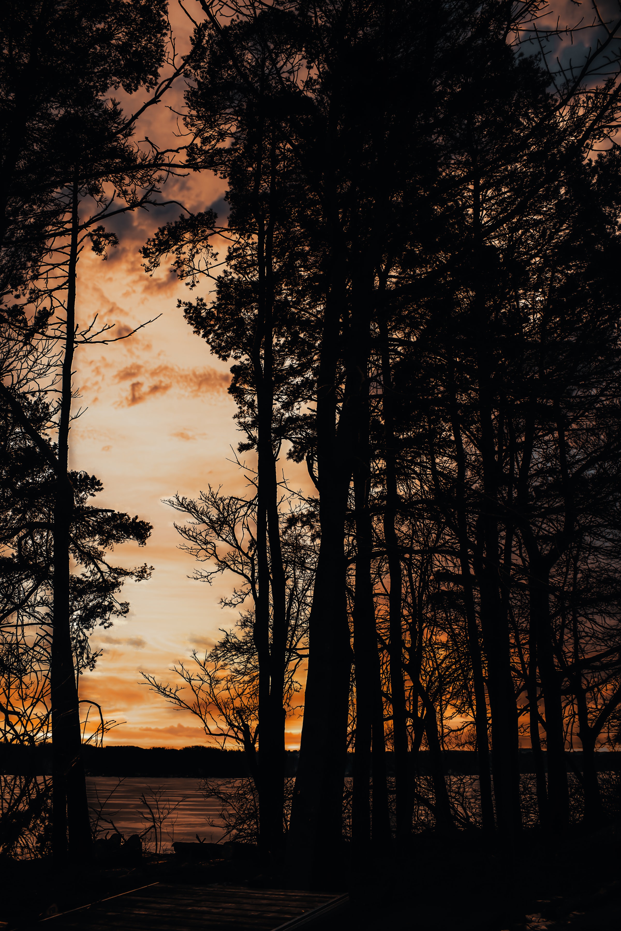 63010 descargar imagen árboles, puesta del sol, mar, oscuro, muelle, silueta: fondos de pantalla y protectores de pantalla gratis