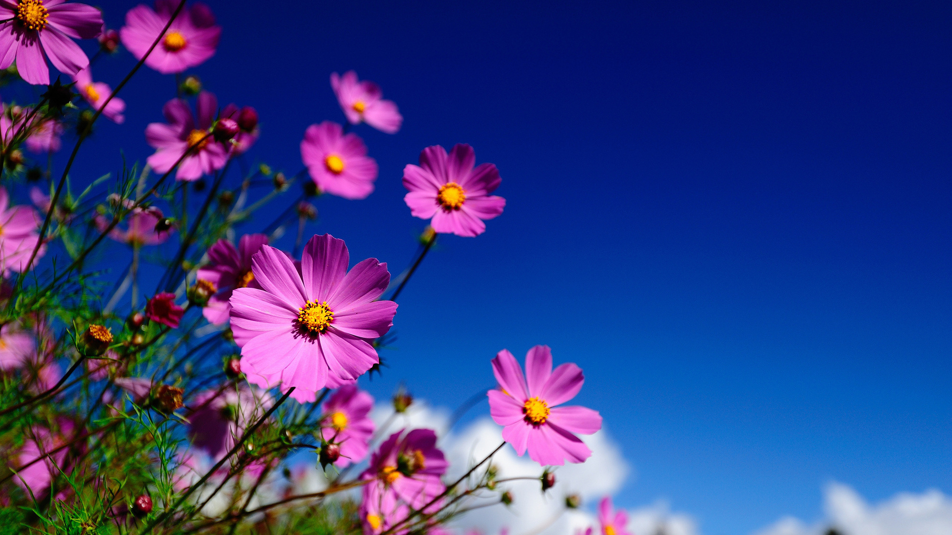 Free download wallpaper Flower, Earth on your PC desktop