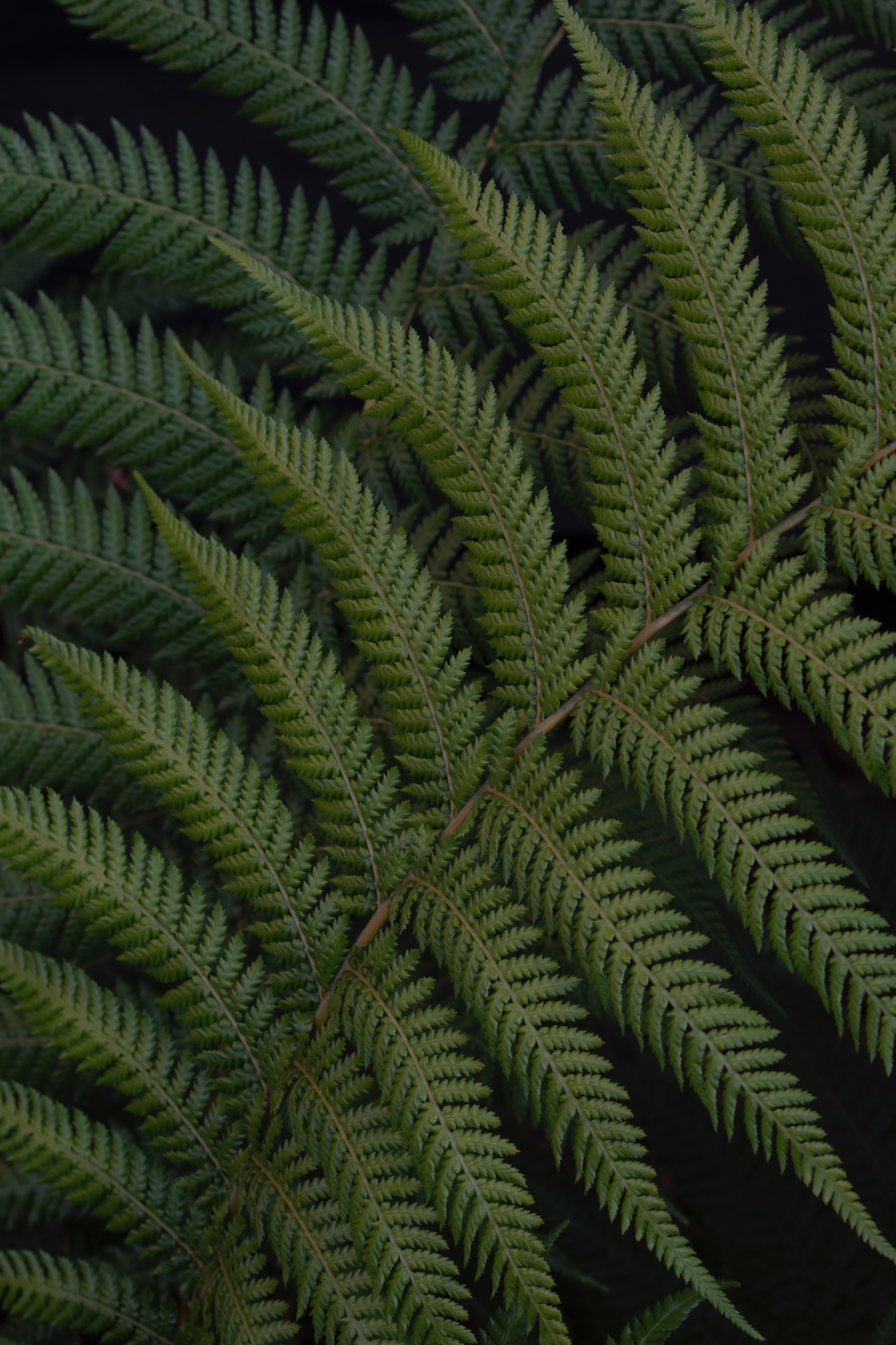 Download mobile wallpaper Branch, Leaves, Macro, Fern, Plant for free.