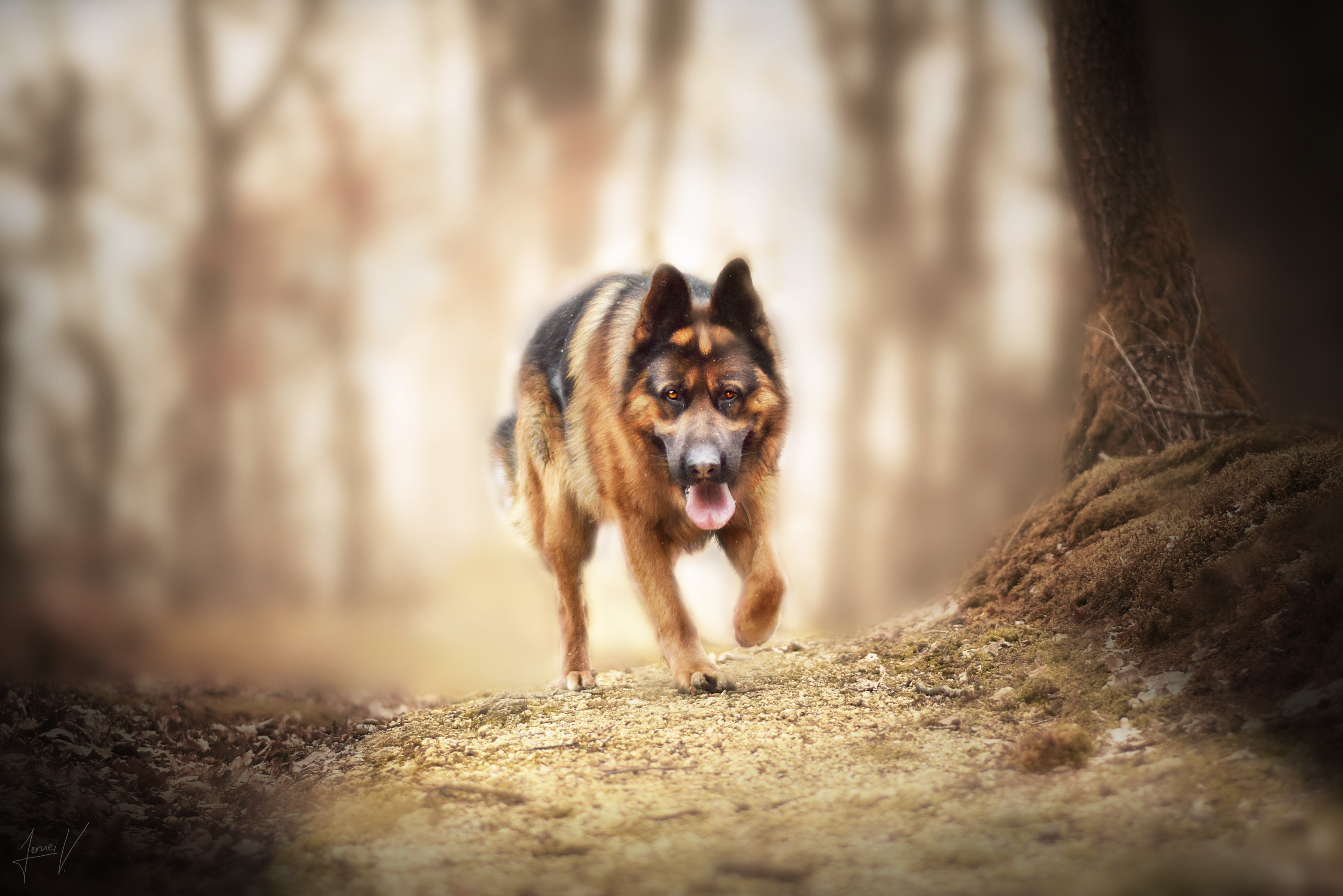 Free download wallpaper Dogs, Dog, Animal, German Shepherd, Depth Of Field on your PC desktop