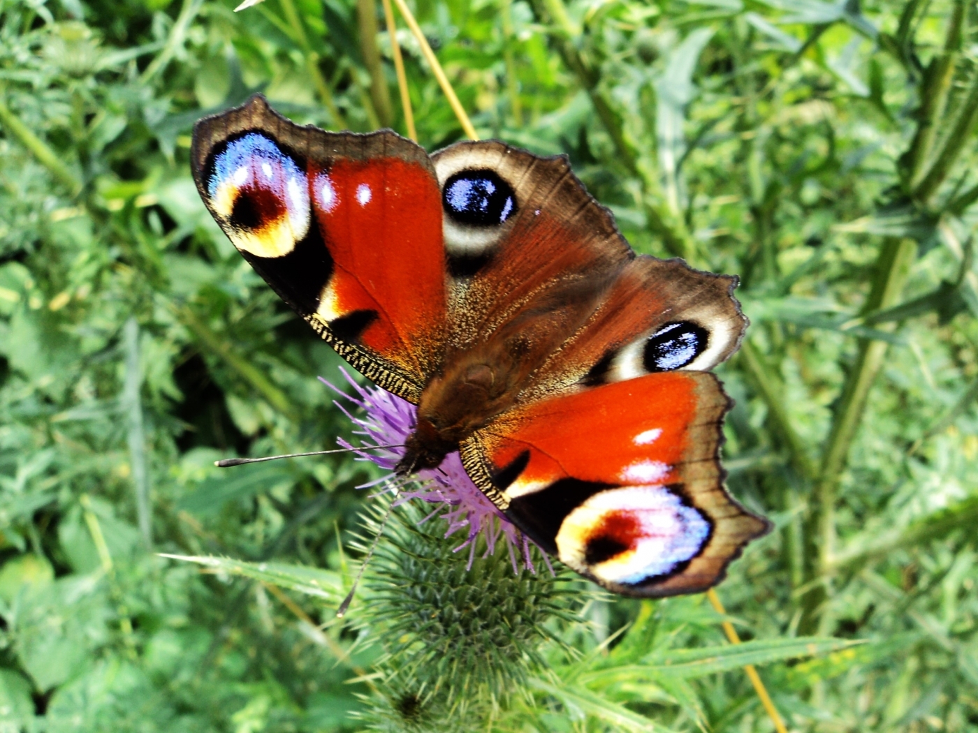 Free download wallpaper Animals, Butterflies on your PC desktop