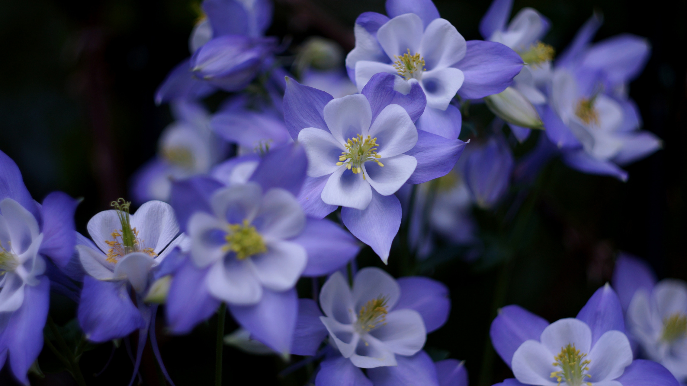 Téléchargez gratuitement l'image Fleurs, Fleur, Fleur Mauve, Terre/nature sur le bureau de votre PC