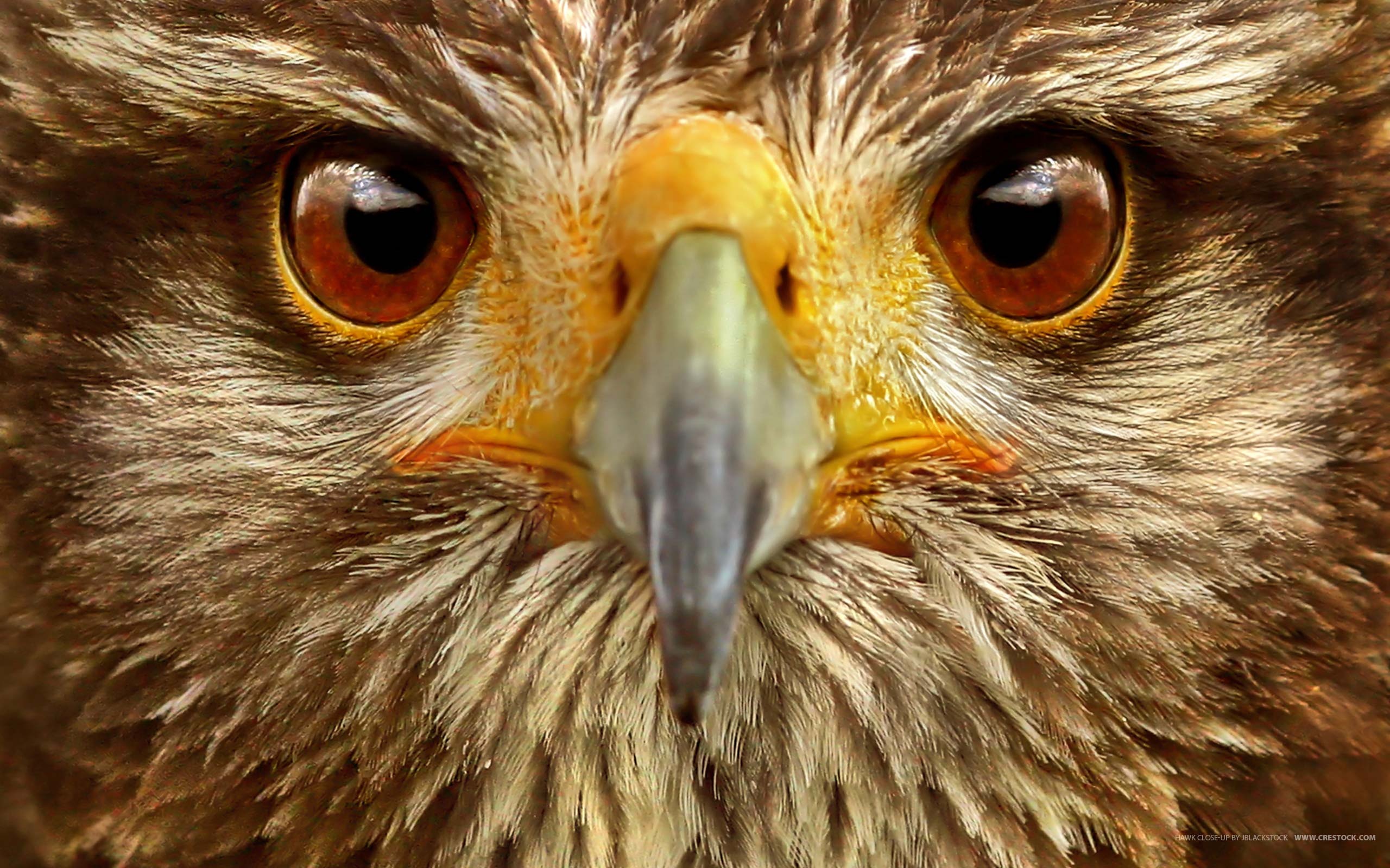 171711 descargar imagen animales, halcón, aves: fondos de pantalla y protectores de pantalla gratis