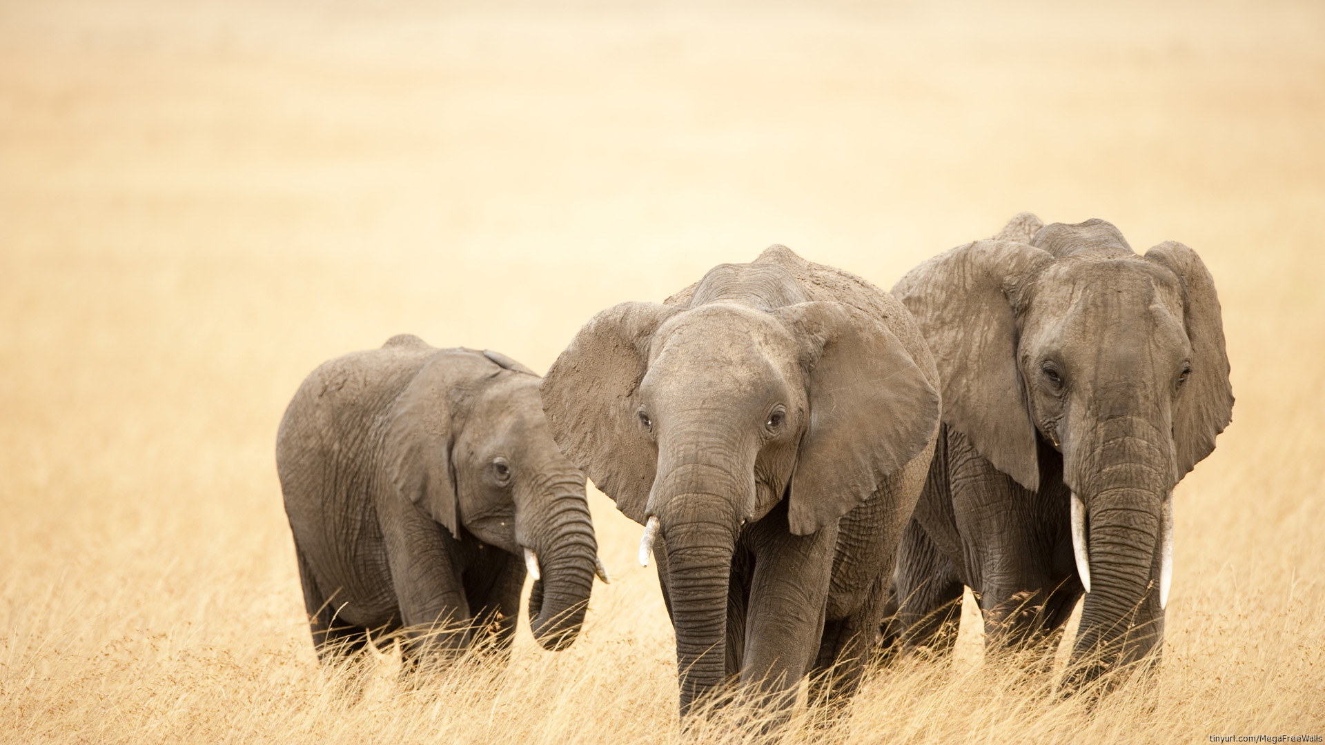 Baixar papel de parede para celular de Animais, Elefante, Animal Bebê, Elefante Da Savana gratuito.