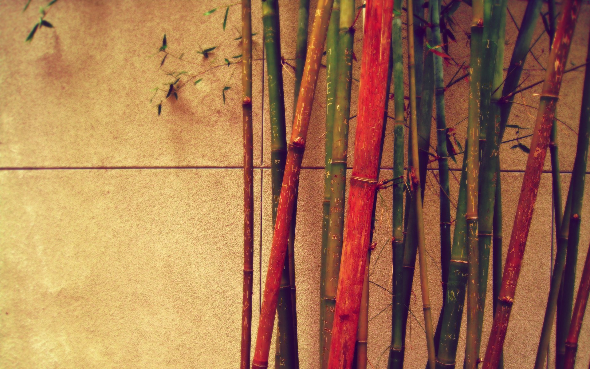 616819 Bild herunterladen erde/natur, bambus - Hintergrundbilder und Bildschirmschoner kostenlos