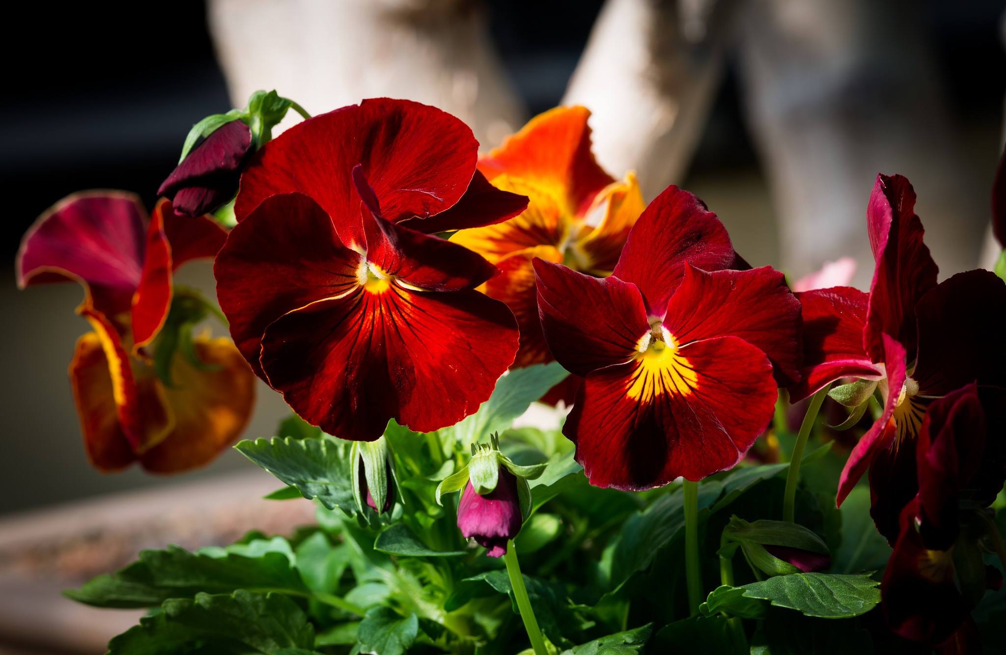 Descarga gratis la imagen Flores, Flor, De Cerca, Flor Roja, Tierra/naturaleza, Viola × Wittrockiana en el escritorio de tu PC