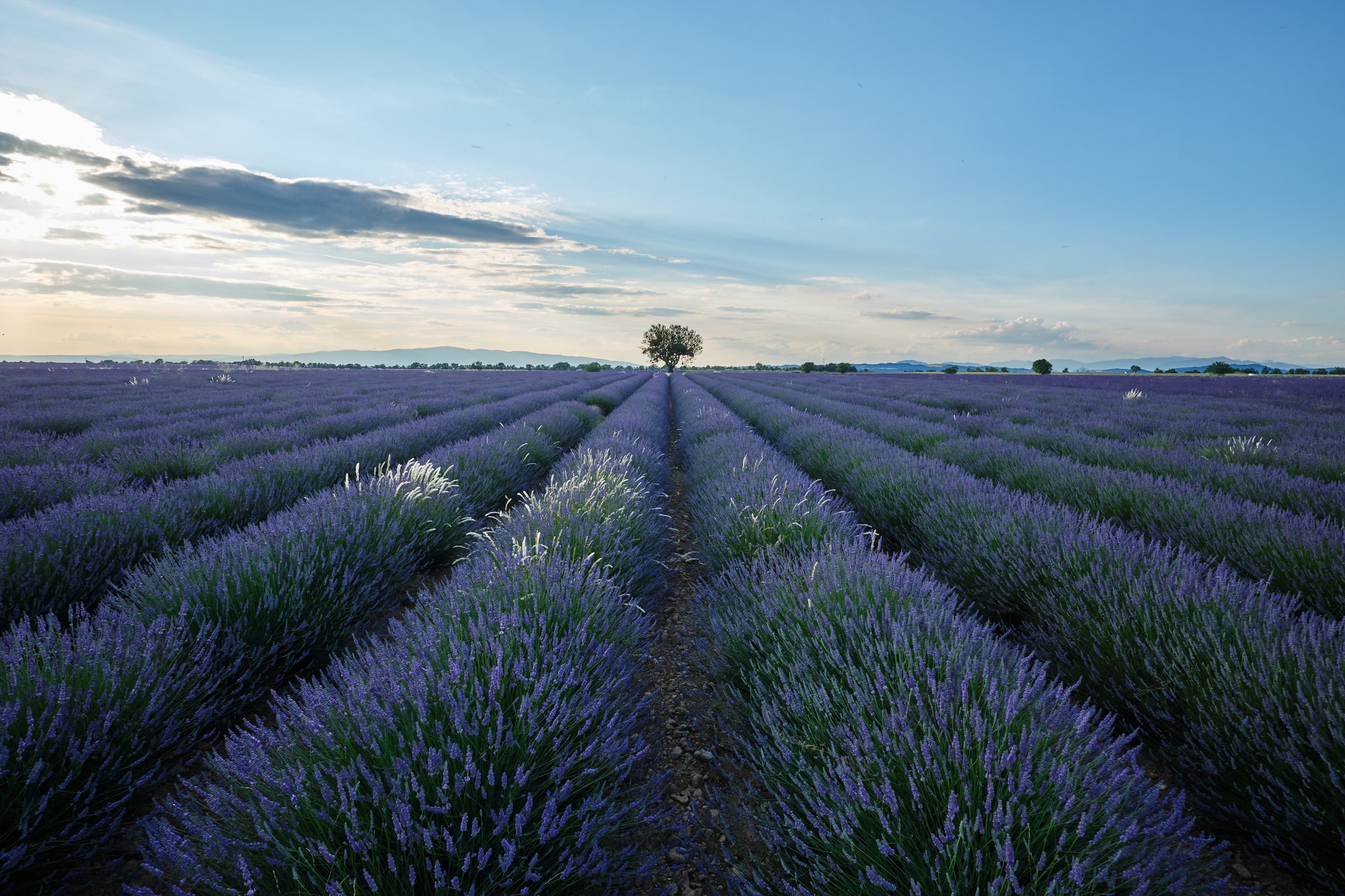Download mobile wallpaper Nature, Flowers, Sky, Flower, Earth, Field, Lavender for free.