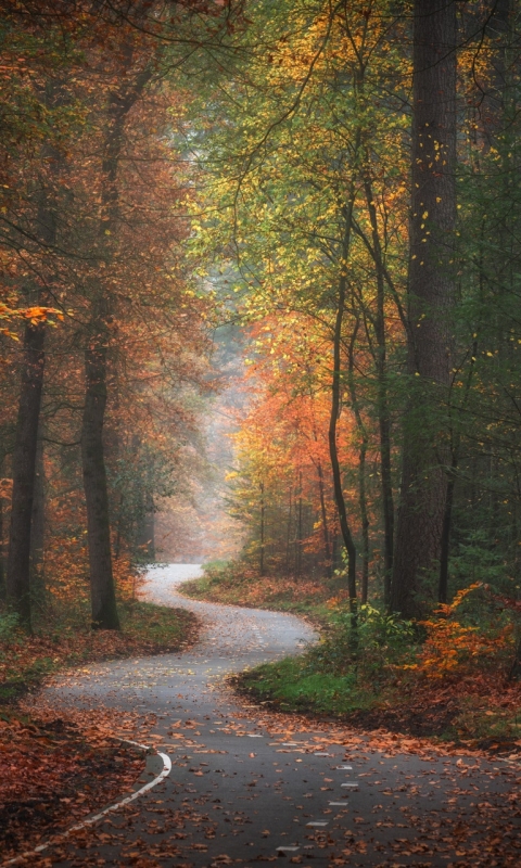 Baixar papel de parede para celular de Natureza, Outono, Estrada, Floresta, Cair, Feito Pelo Homem gratuito.