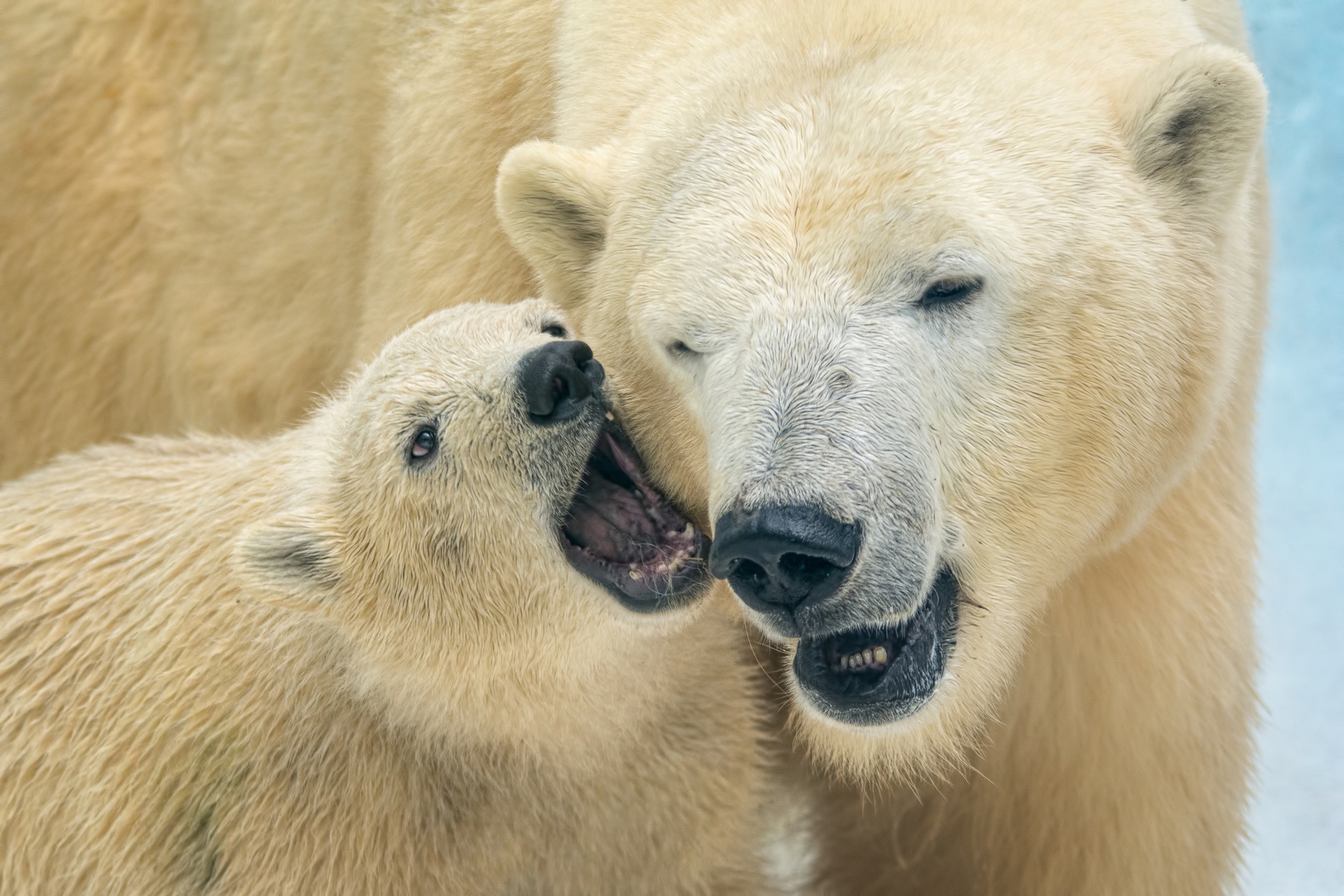 394453 télécharger le fond d'écran animaux, ours polair, bébé animal, lionceau, ours polaire, ours - économiseurs d'écran et images gratuitement
