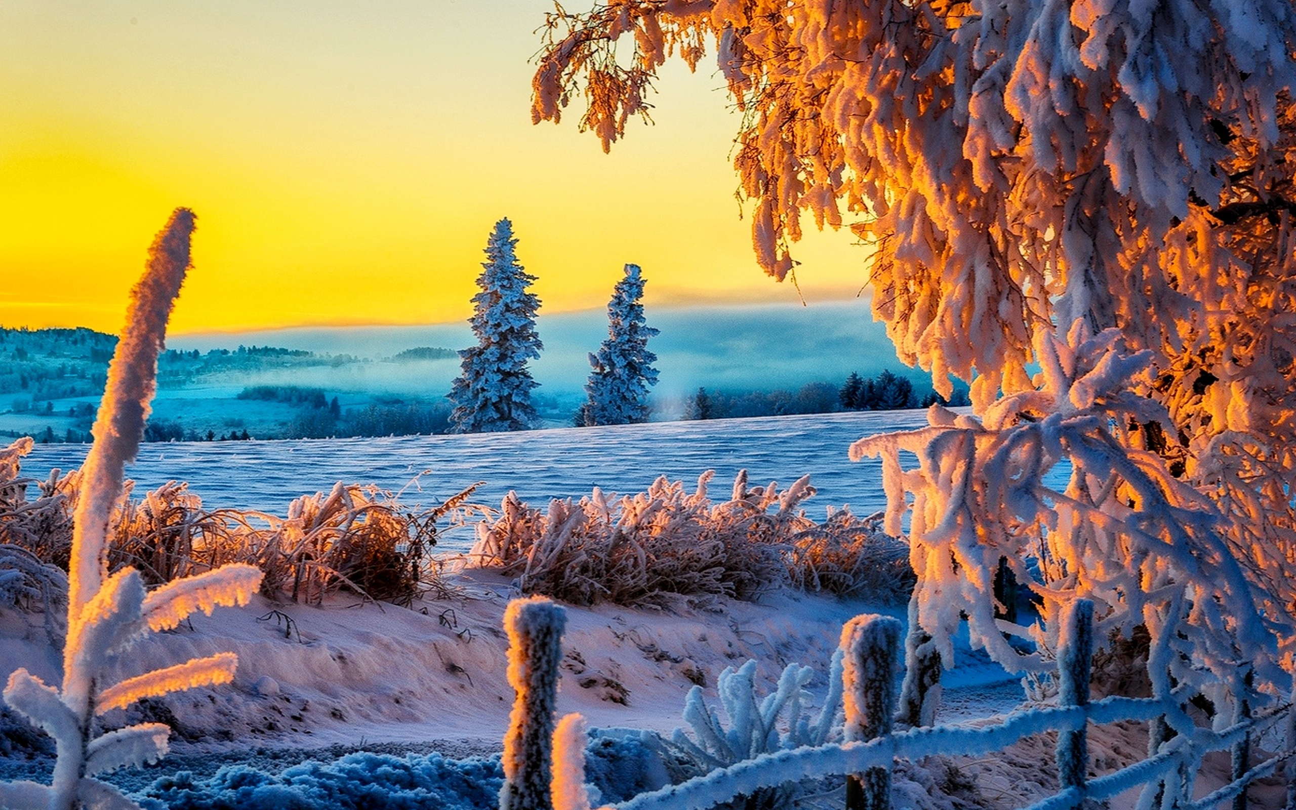 Download mobile wallpaper Winter, Snow, Tree, Sunrise, Earth for free.
