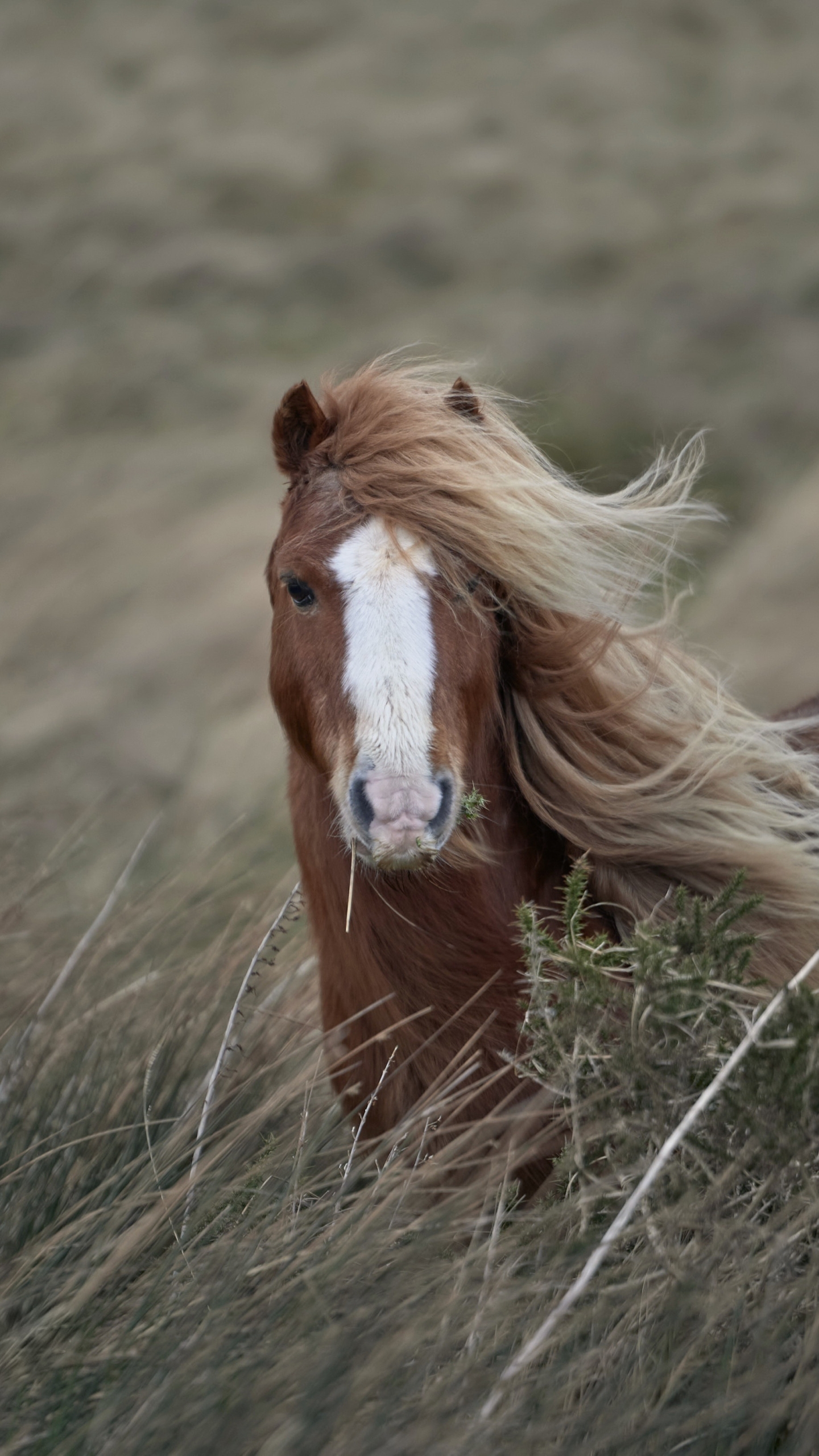 Descarga gratuita de fondo de pantalla para móvil de Animales, Caballo.