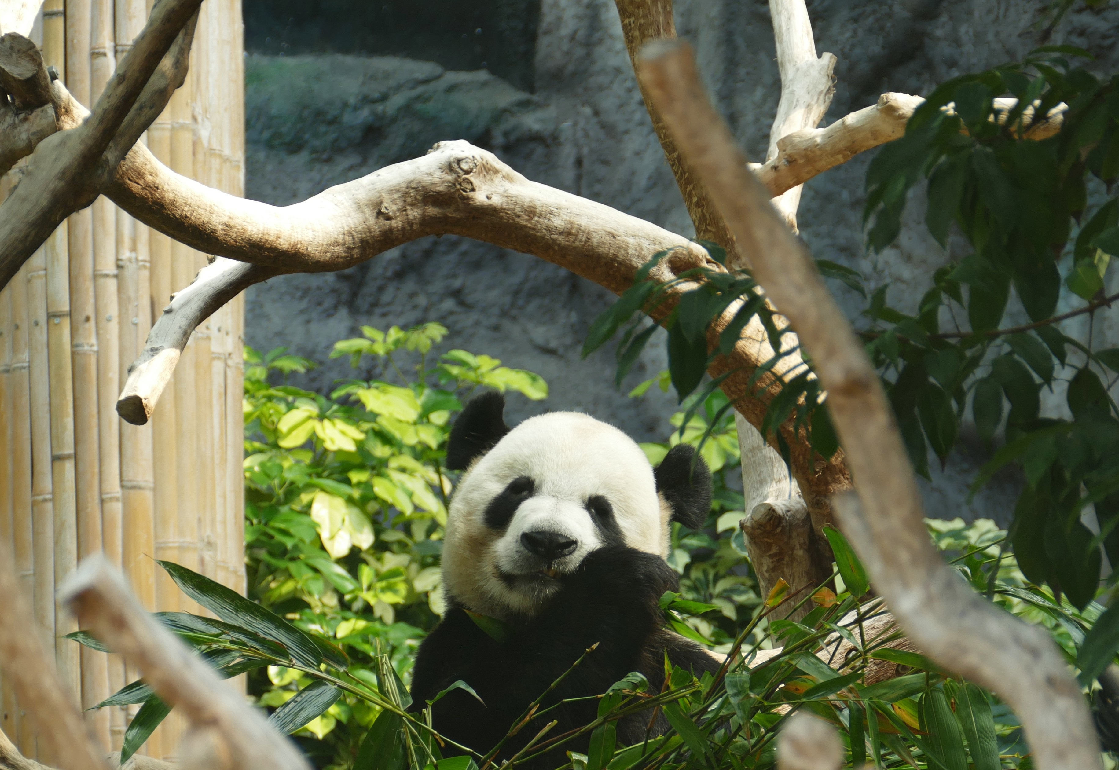 Descarga gratuita de fondo de pantalla para móvil de Madera, Árbol, Bambú, Animales, Panda.