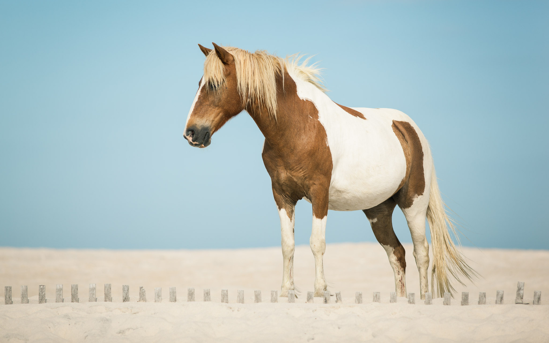 PCデスクトップに動物, 馬画像を無料でダウンロード