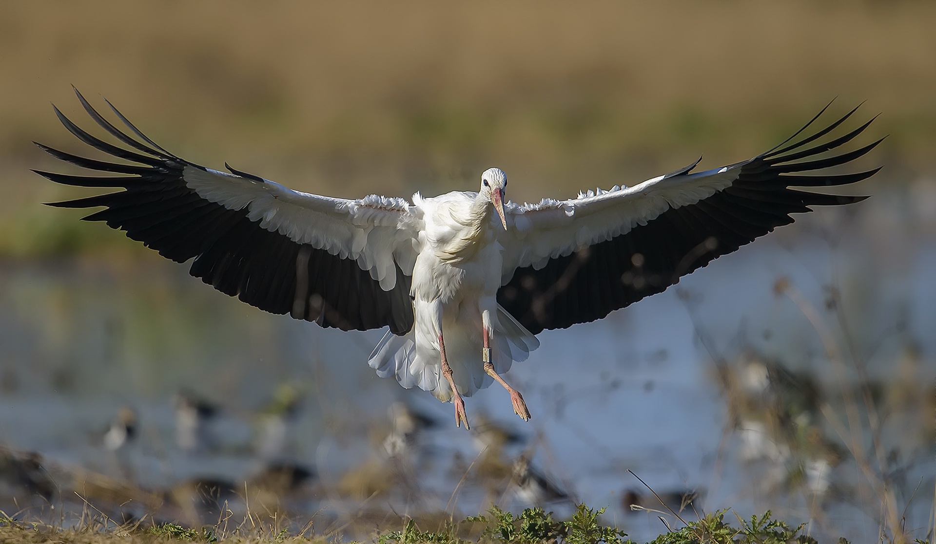 Download mobile wallpaper Birds, Bird, Animal, Stork, White Stork for free.