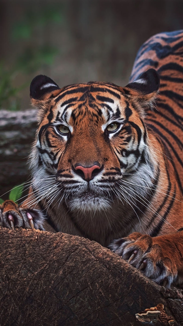 Descarga gratuita de fondo de pantalla para móvil de Gatos, Animales, Tigre.