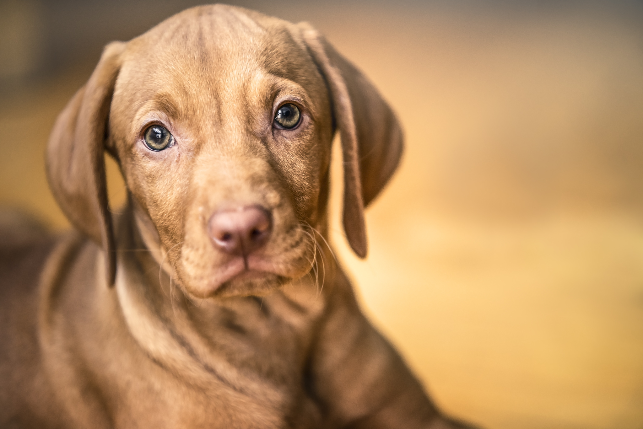 Descarga gratuita de fondo de pantalla para móvil de Animales, Perros, Perro, Bozal, Cachorro, Bebe Animal.