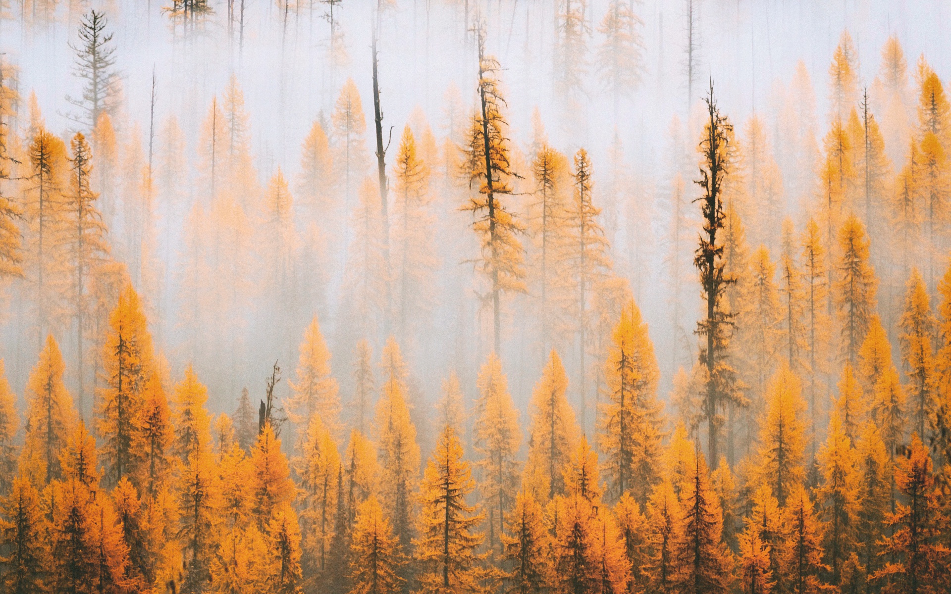 Handy-Wallpaper Natur, Herbst, Wald, Baum, Nebel, Erde/natur kostenlos herunterladen.