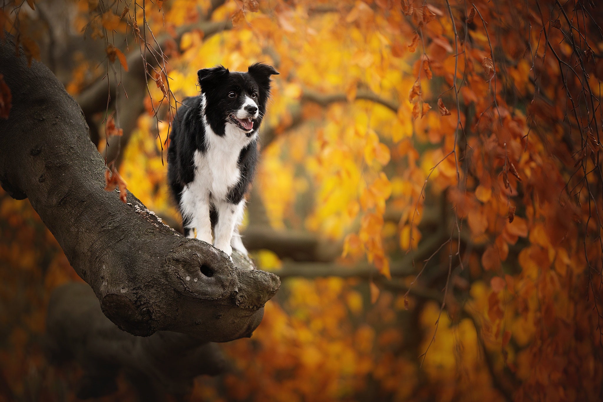無料モバイル壁紙動物, 秋, 犬, ボーダーコリー, 被写界深度をダウンロードします。