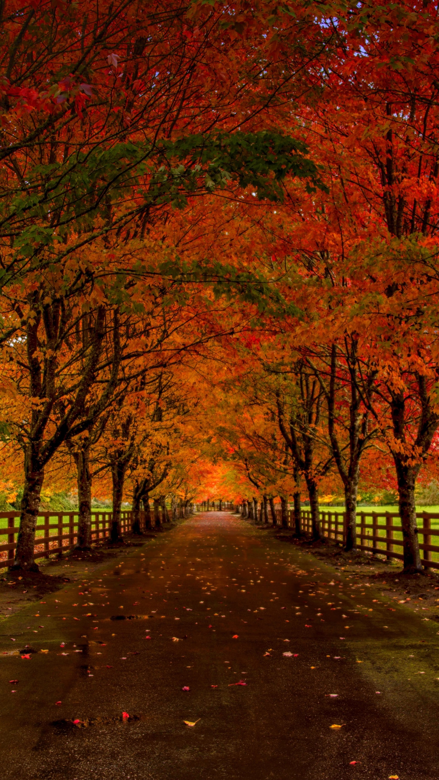 Download mobile wallpaper Road, Tree, Fall, Fence, Man Made for free.