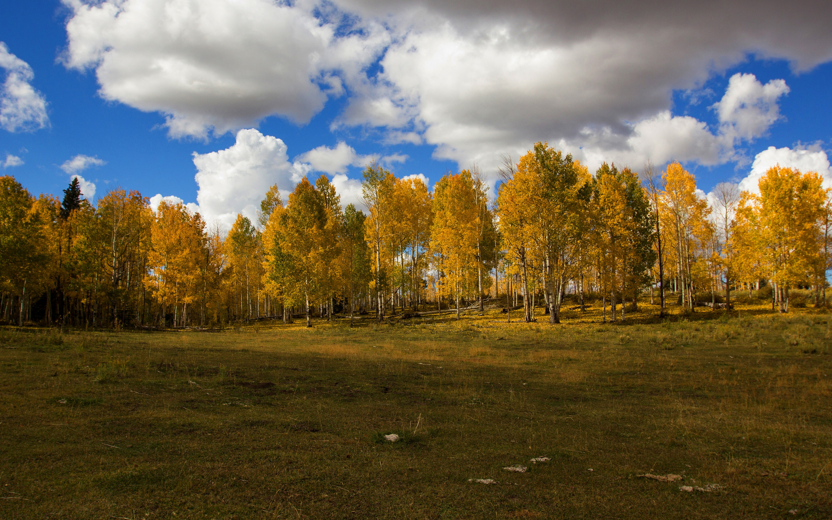 Download mobile wallpaper Forest, Fall, Earth, Cloud, Birch for free.
